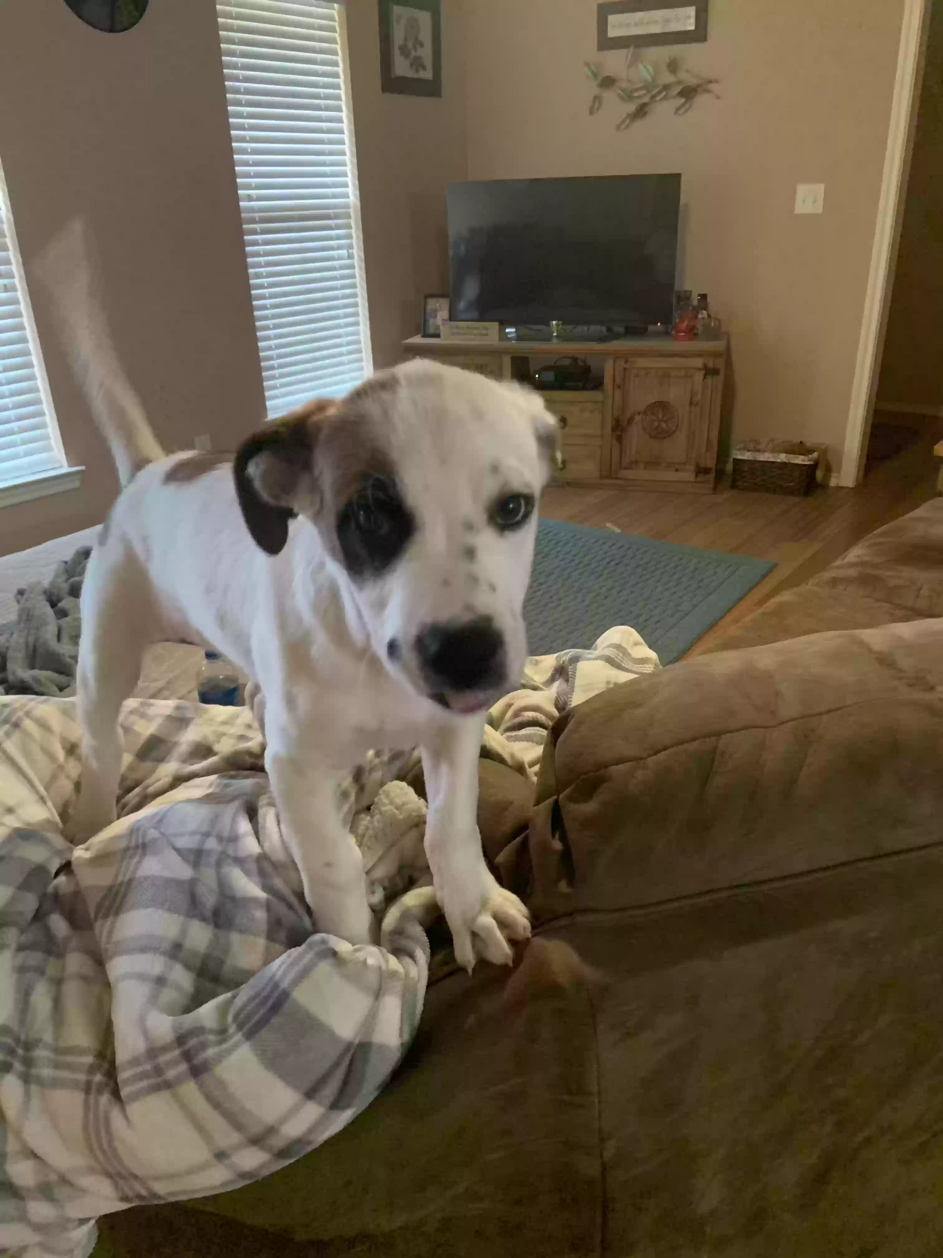 adoptable Dog in Mineola,TX named No name