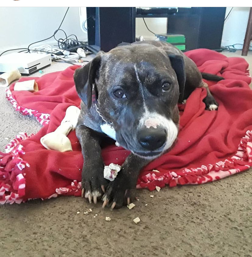 adoptable Dog in Hayward,CA named Gabby