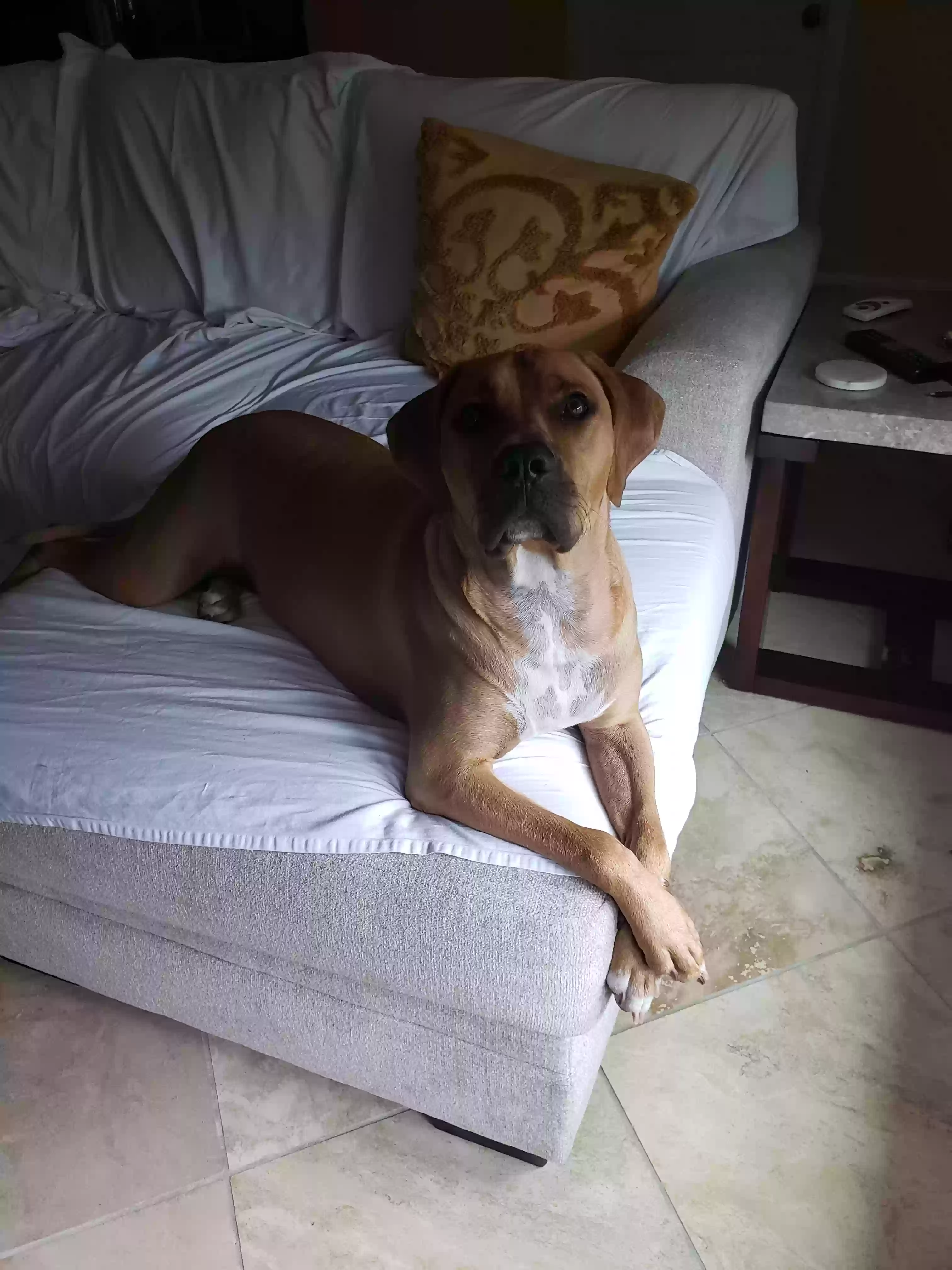 adoptable Dog in Port Saint Lucie,FL named Milo