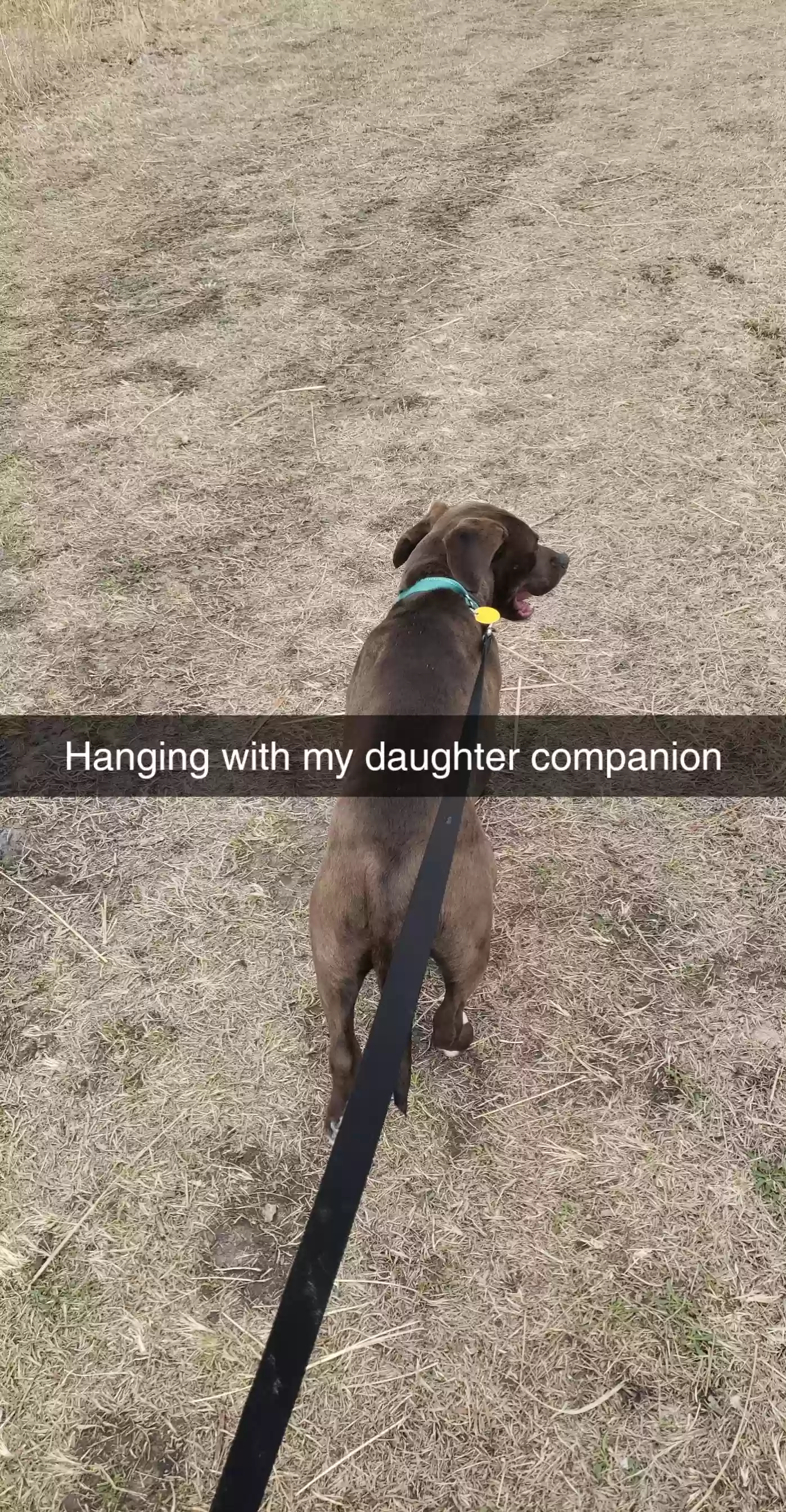 adoptable Dog in Wamego,KS named Bradley