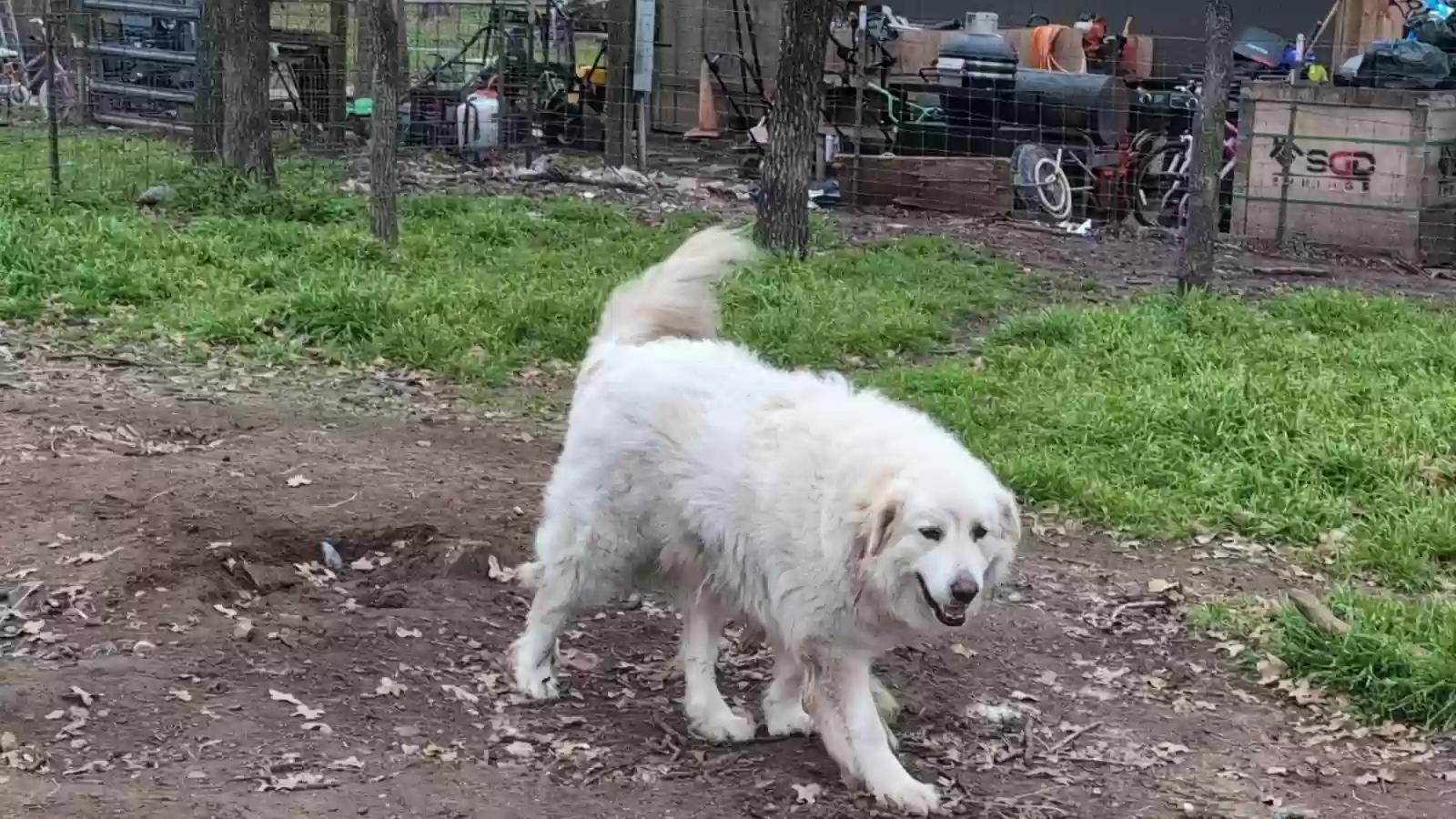 adoptable Dog in Burleson,TX named Duke