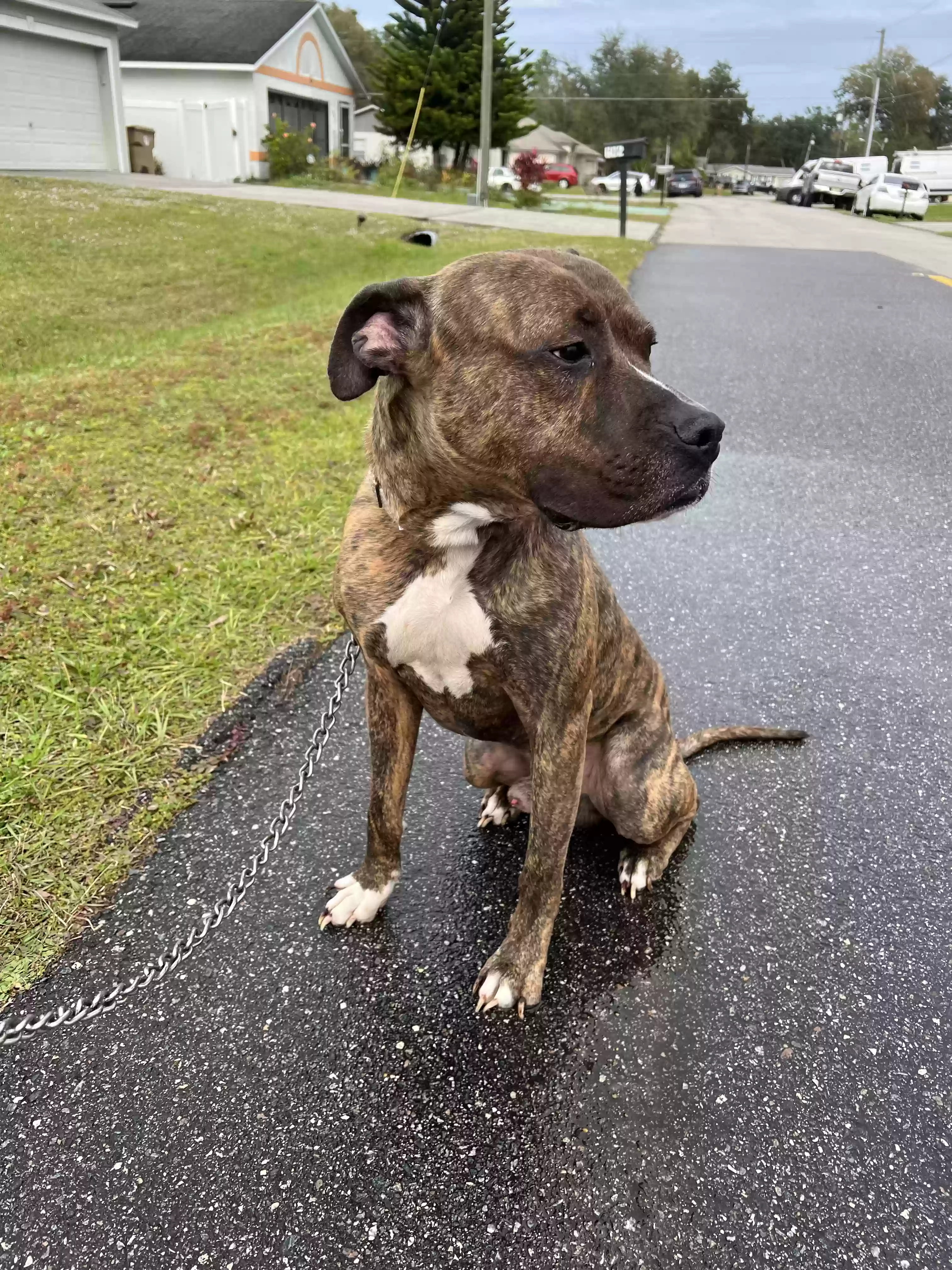 adoptable Dog in Kissimmee,FL named Gabos