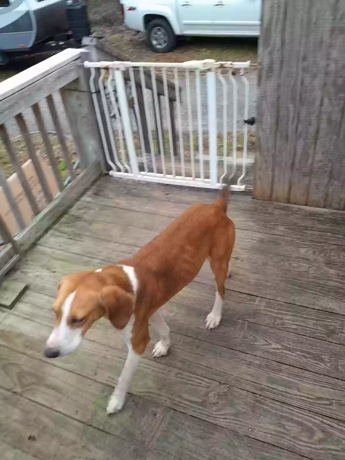 adoptable Dog in Conway,SC named No name
