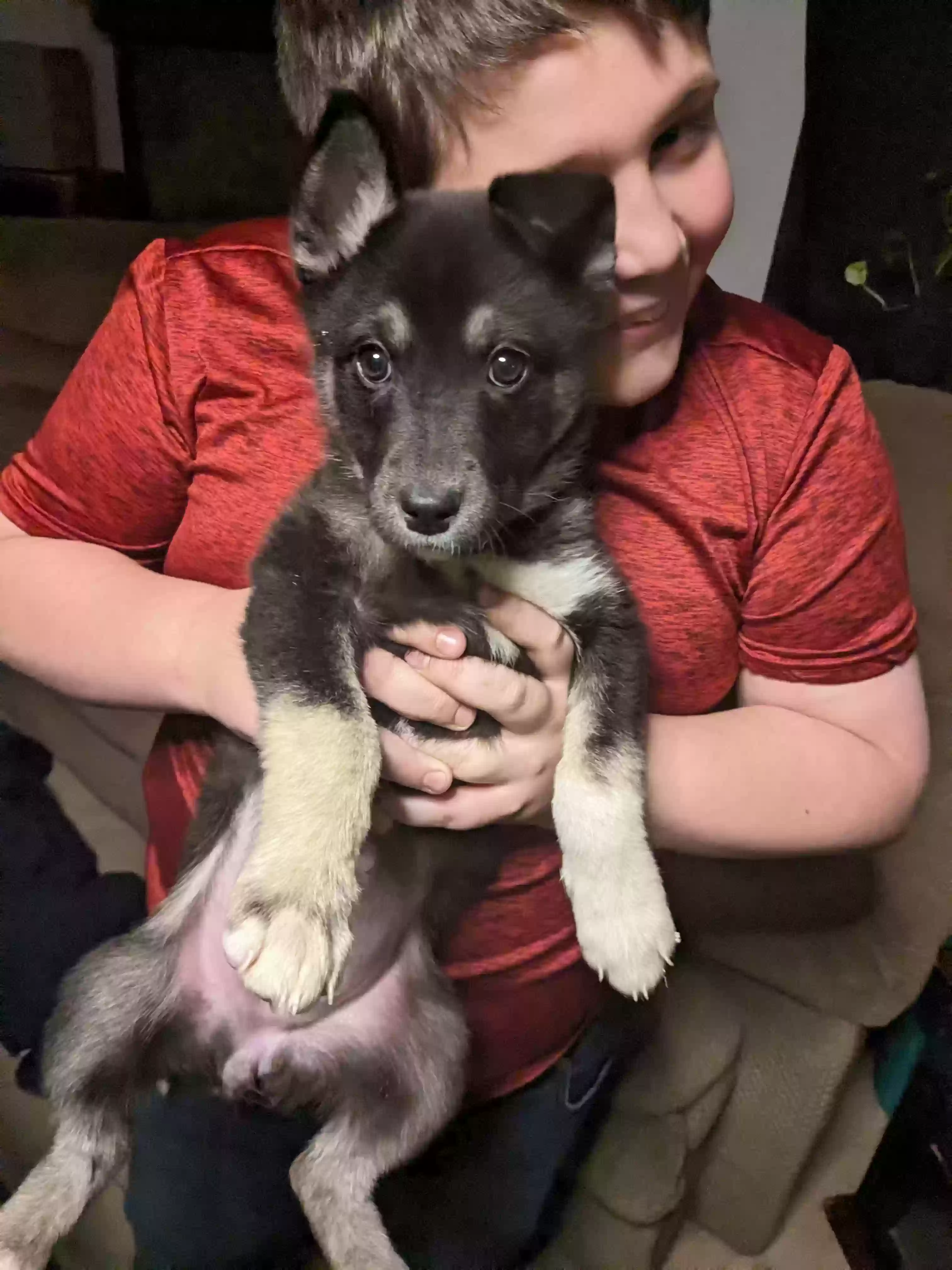 adoptable Dog in Idaho Falls,ID named Sosa