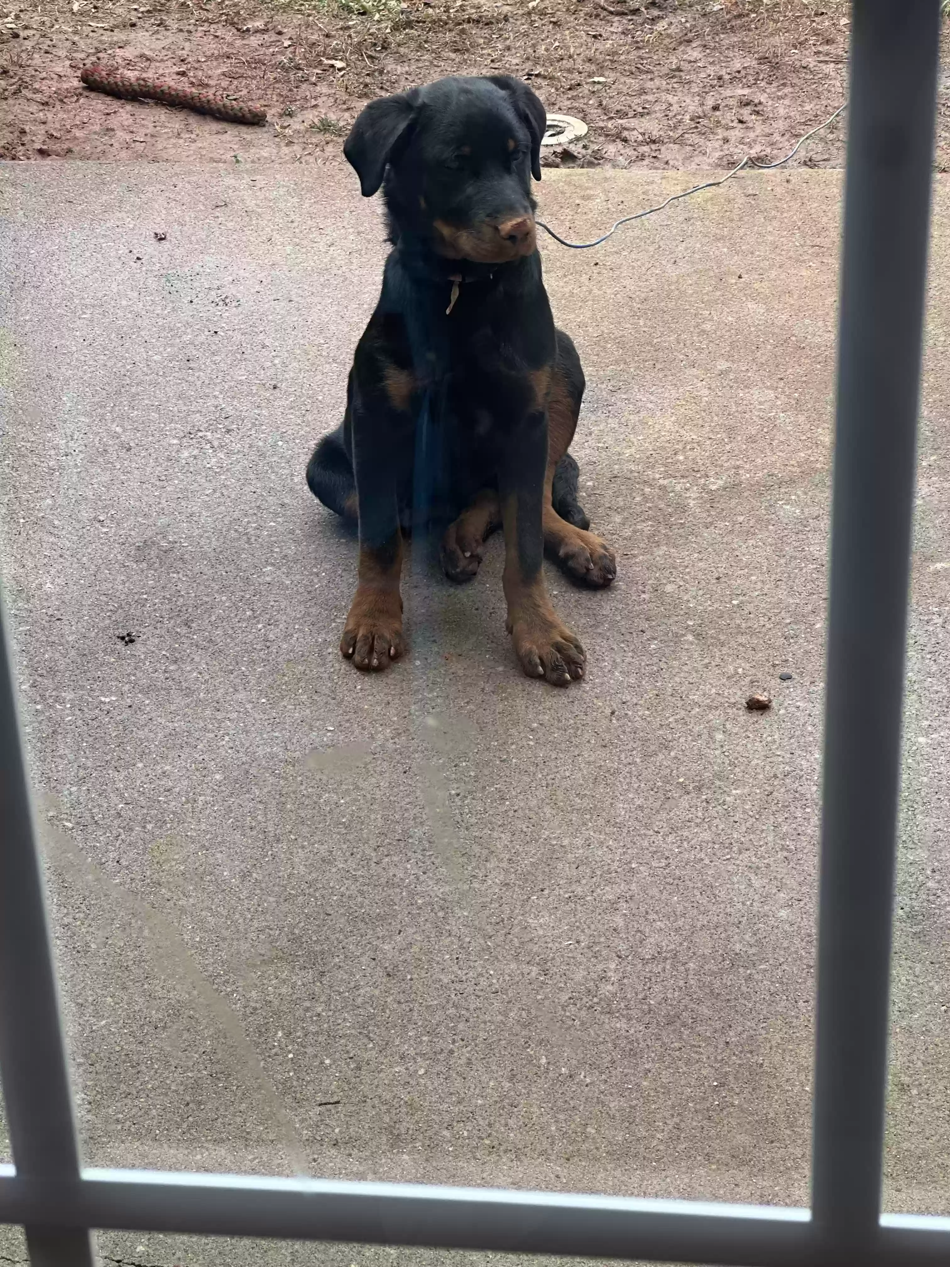 adoptable Dog in Decatur,GA named Sheba