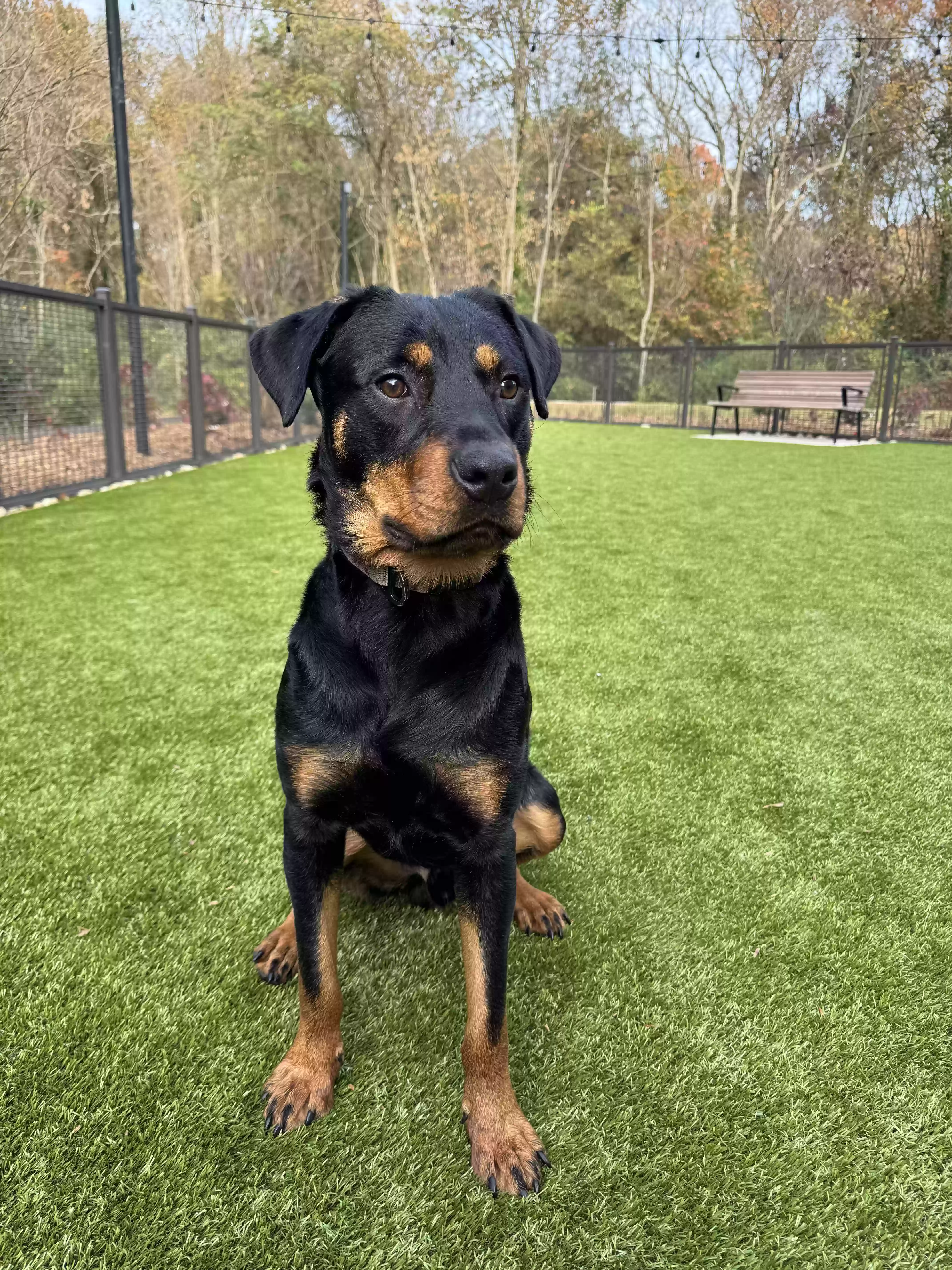 adoptable Dog in Atlanta,GA named Frankie