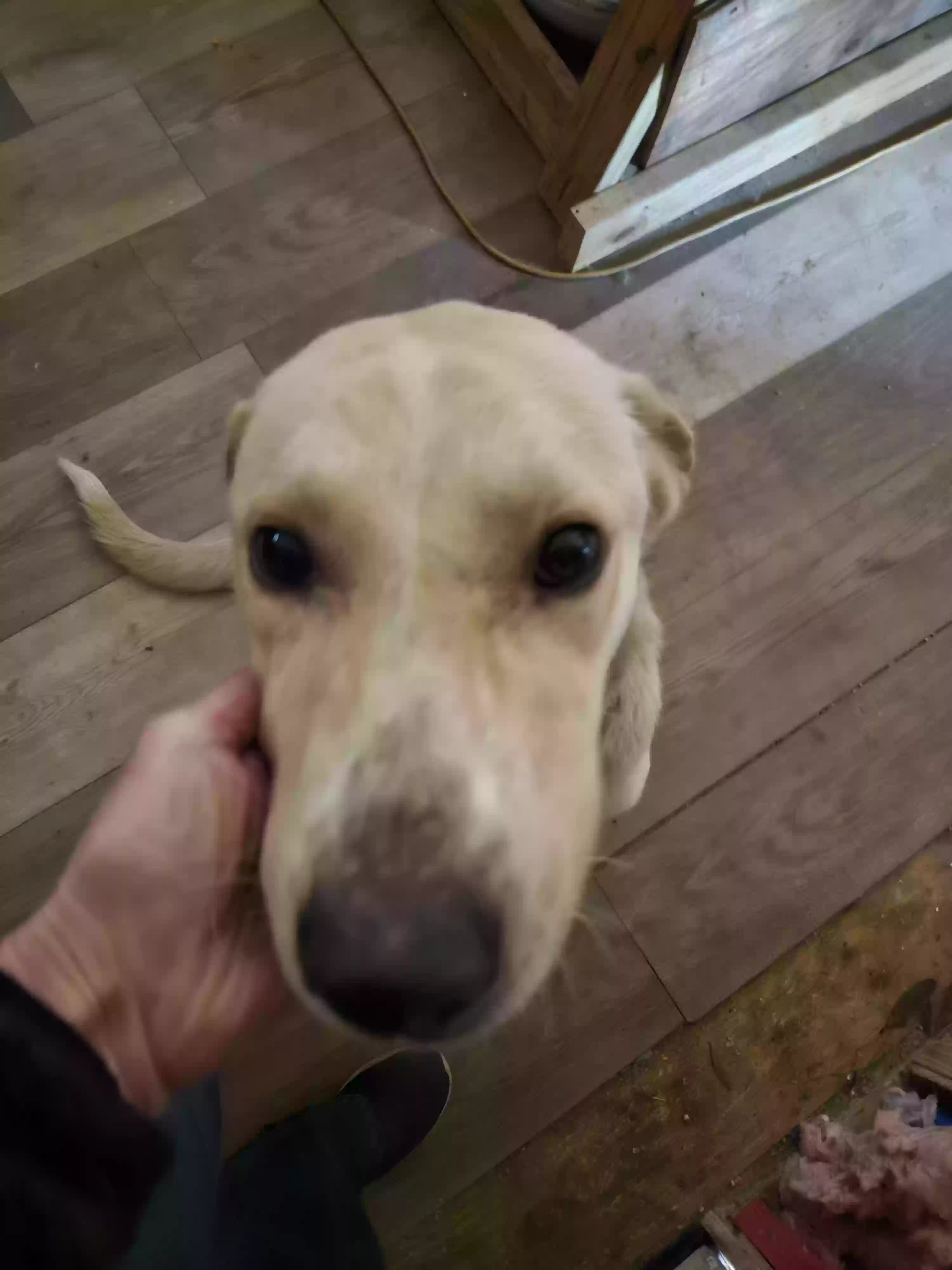 adoptable Dog in Magnolia,TX named Moonshine