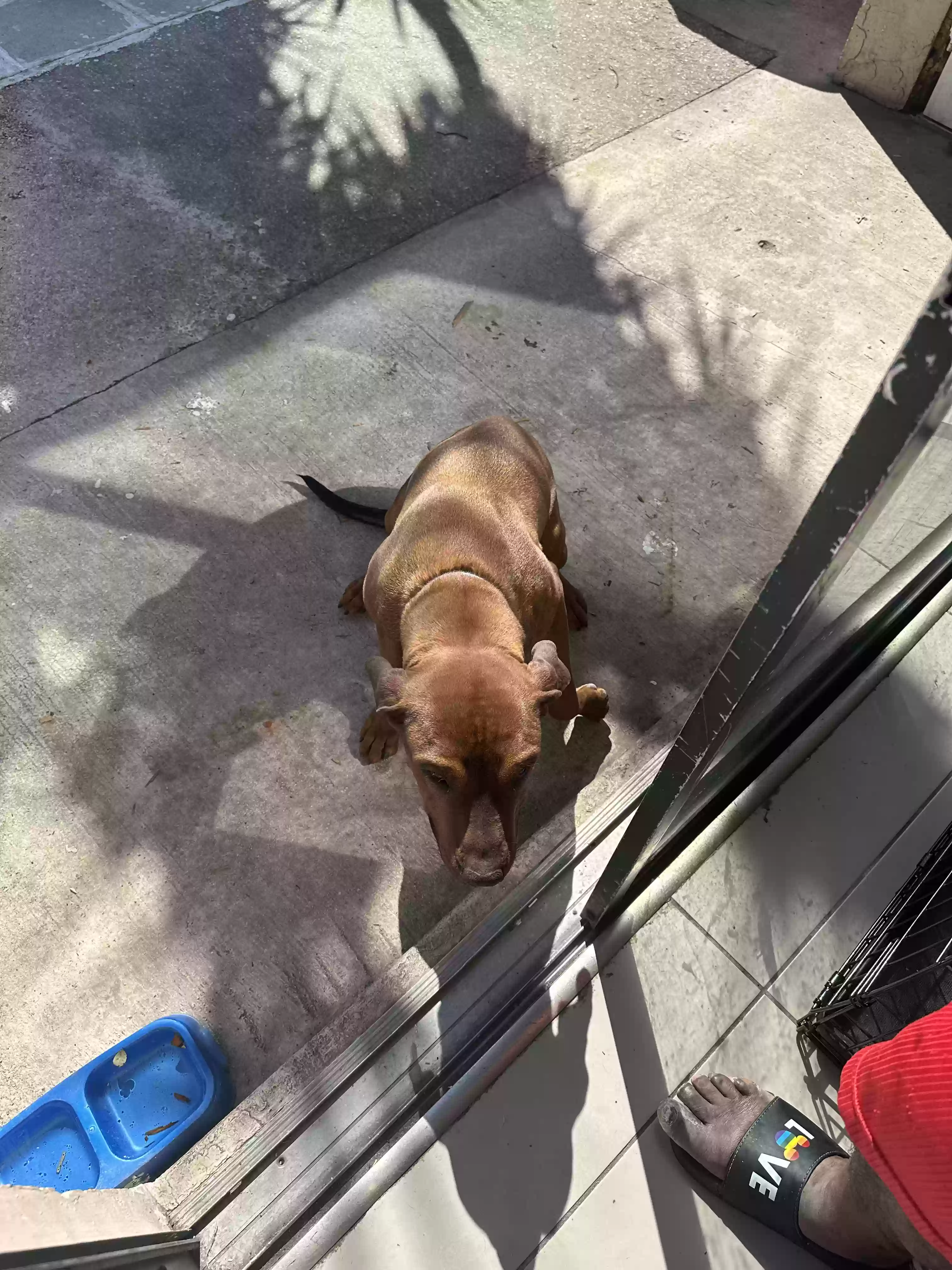 adoptable Dog in Miami,FL named Polo