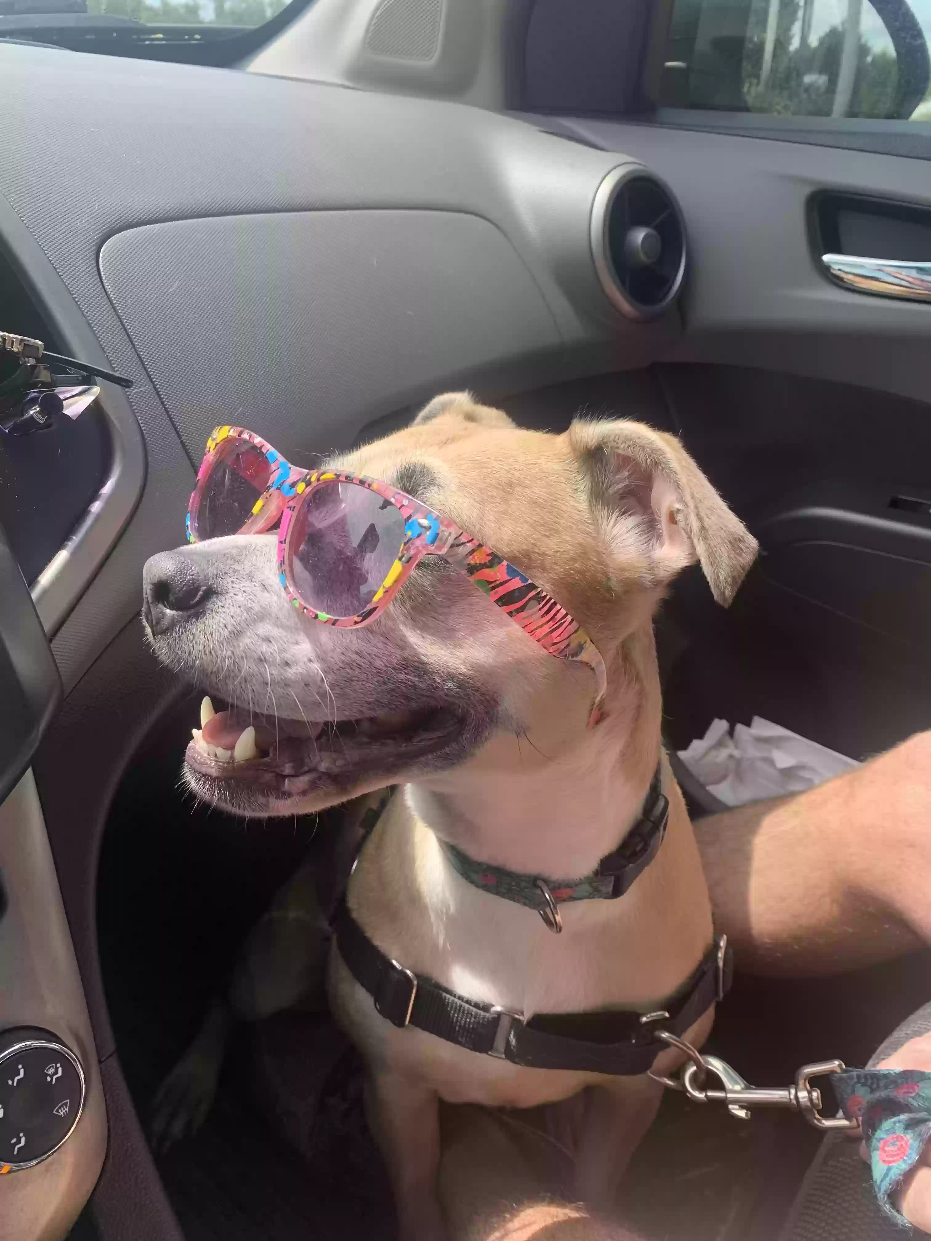 adoptable Dog in Saint Petersburg,FL named Maybel