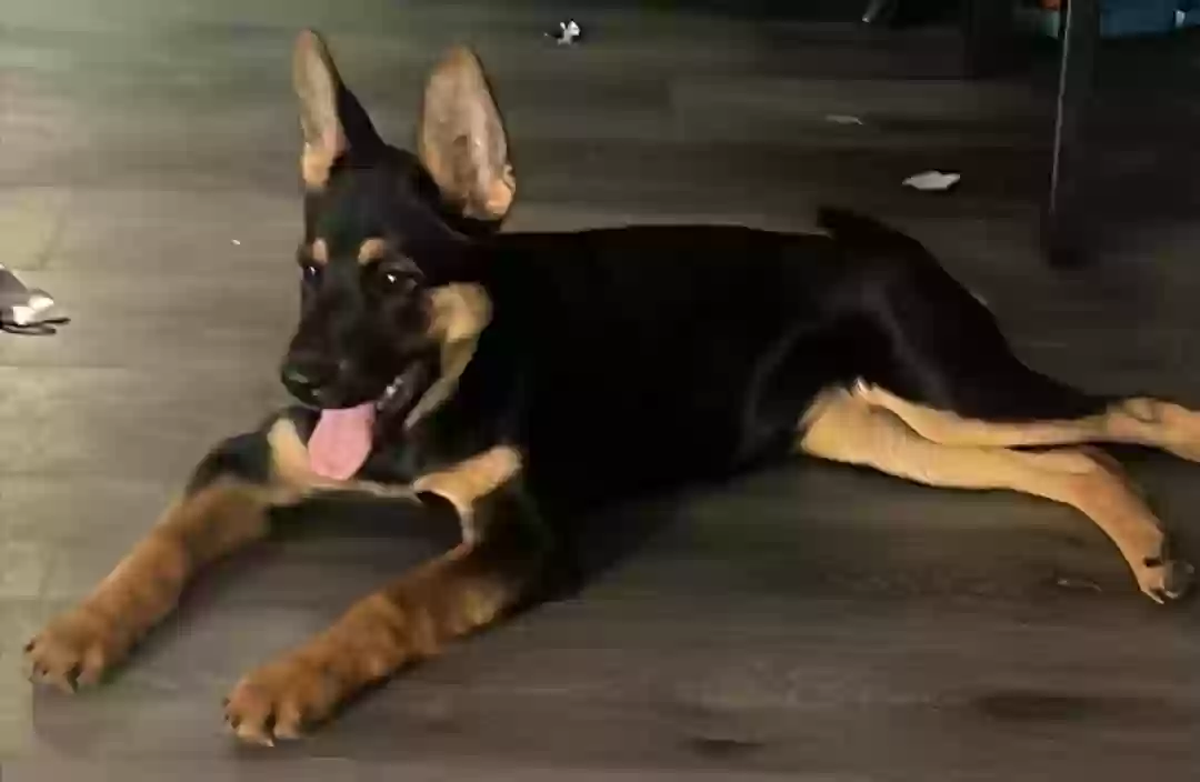 adoptable Dog in Long Beach,CA named Chula