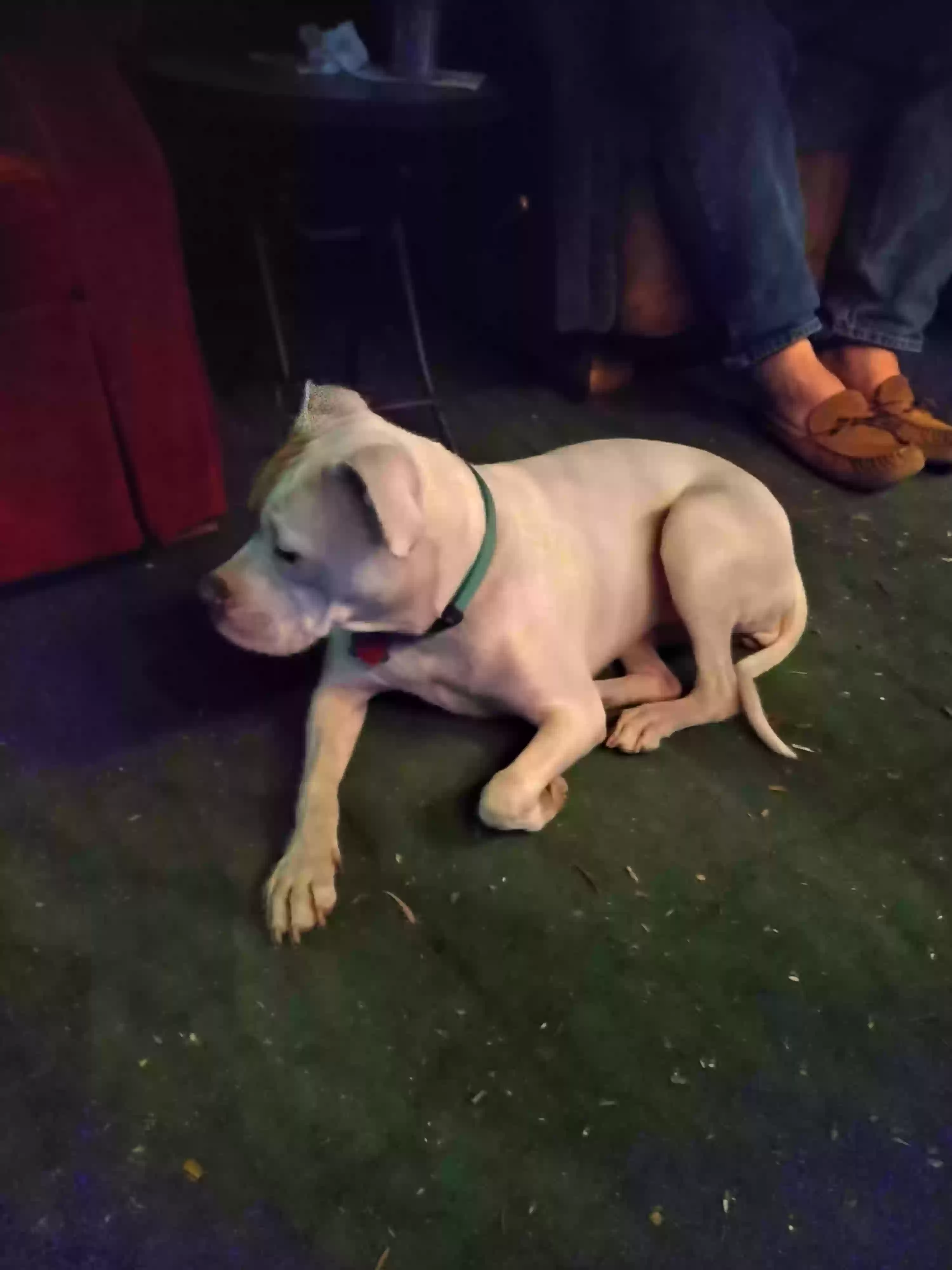 adoptable Dog in Magna,UT named Rosie Posey