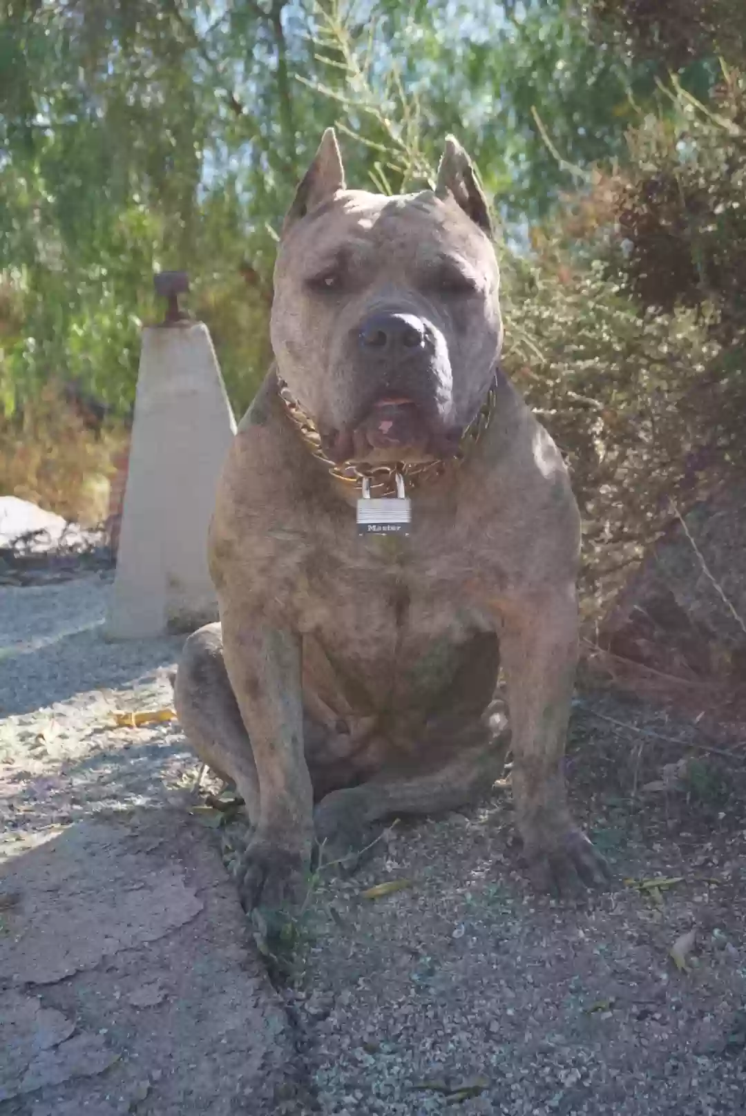 adoptable Dog in Moreno Valley,CA named Mira