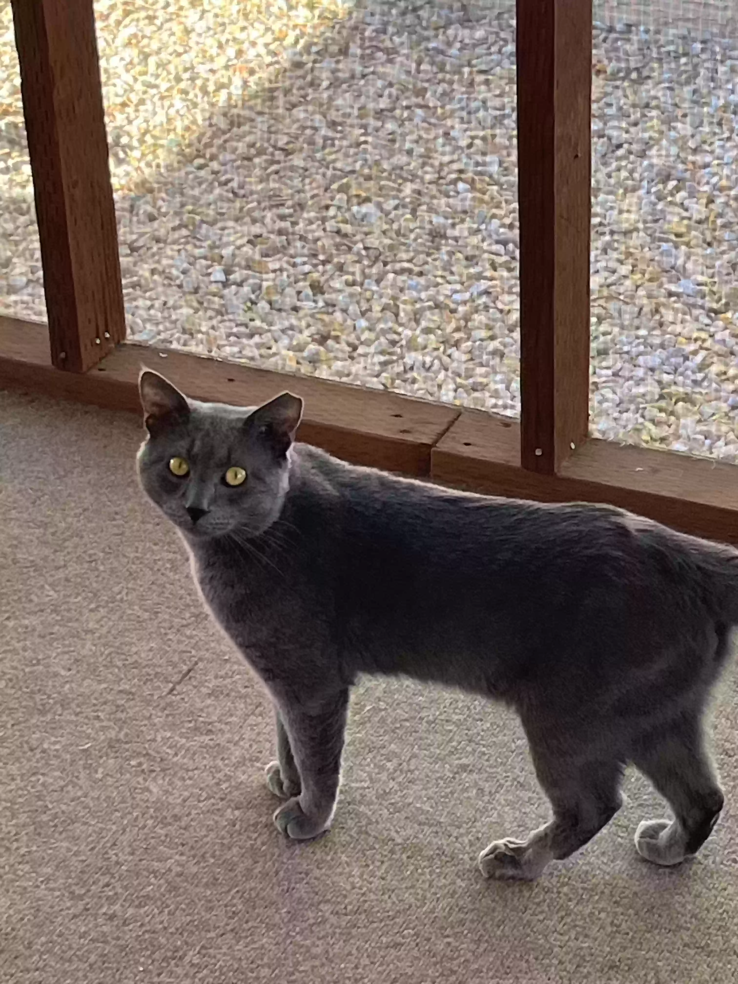 adoptable Cat in Phoenix,AZ named Steele