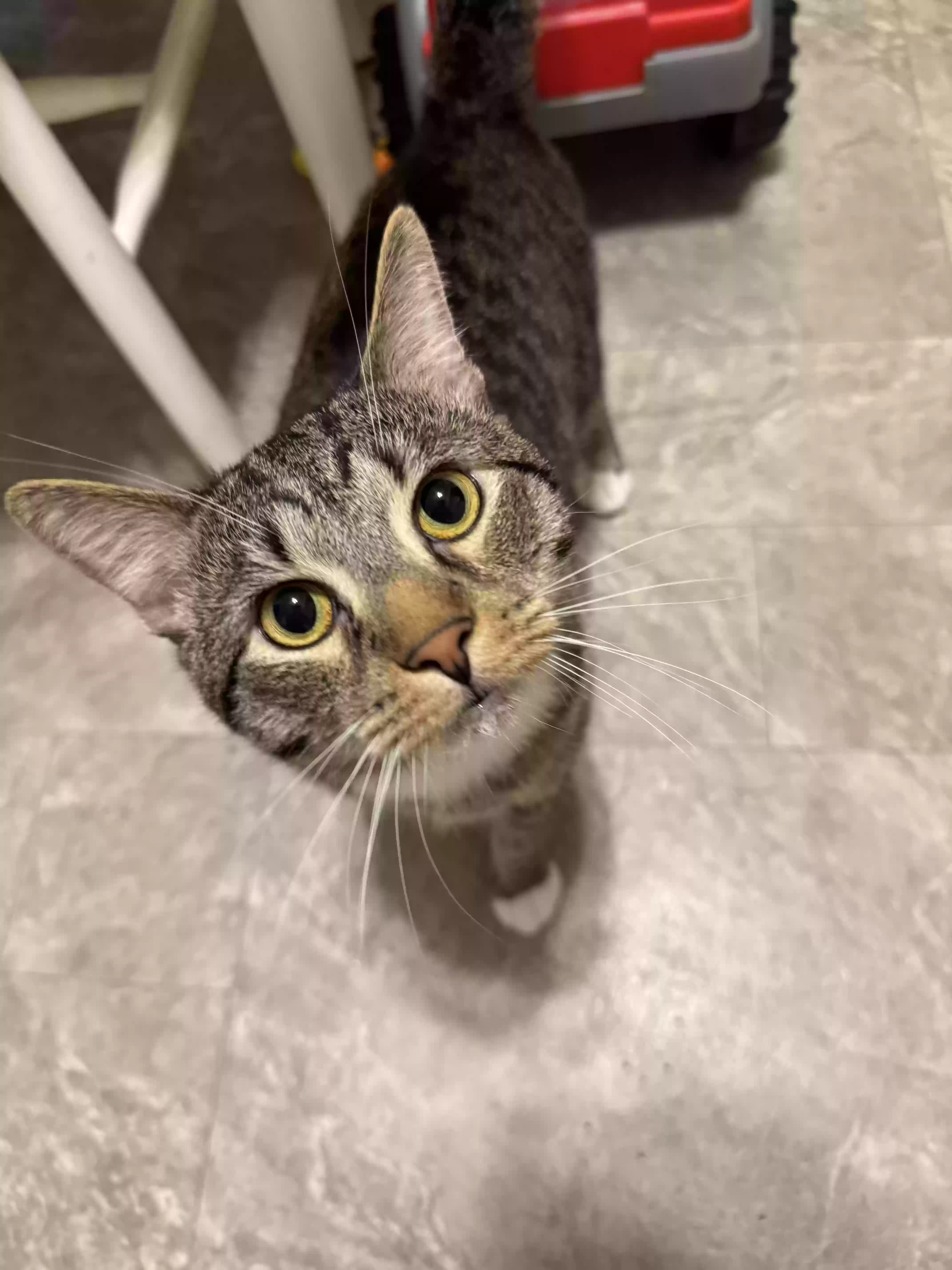 adoptable Cat in Staunton,VA named Sassy