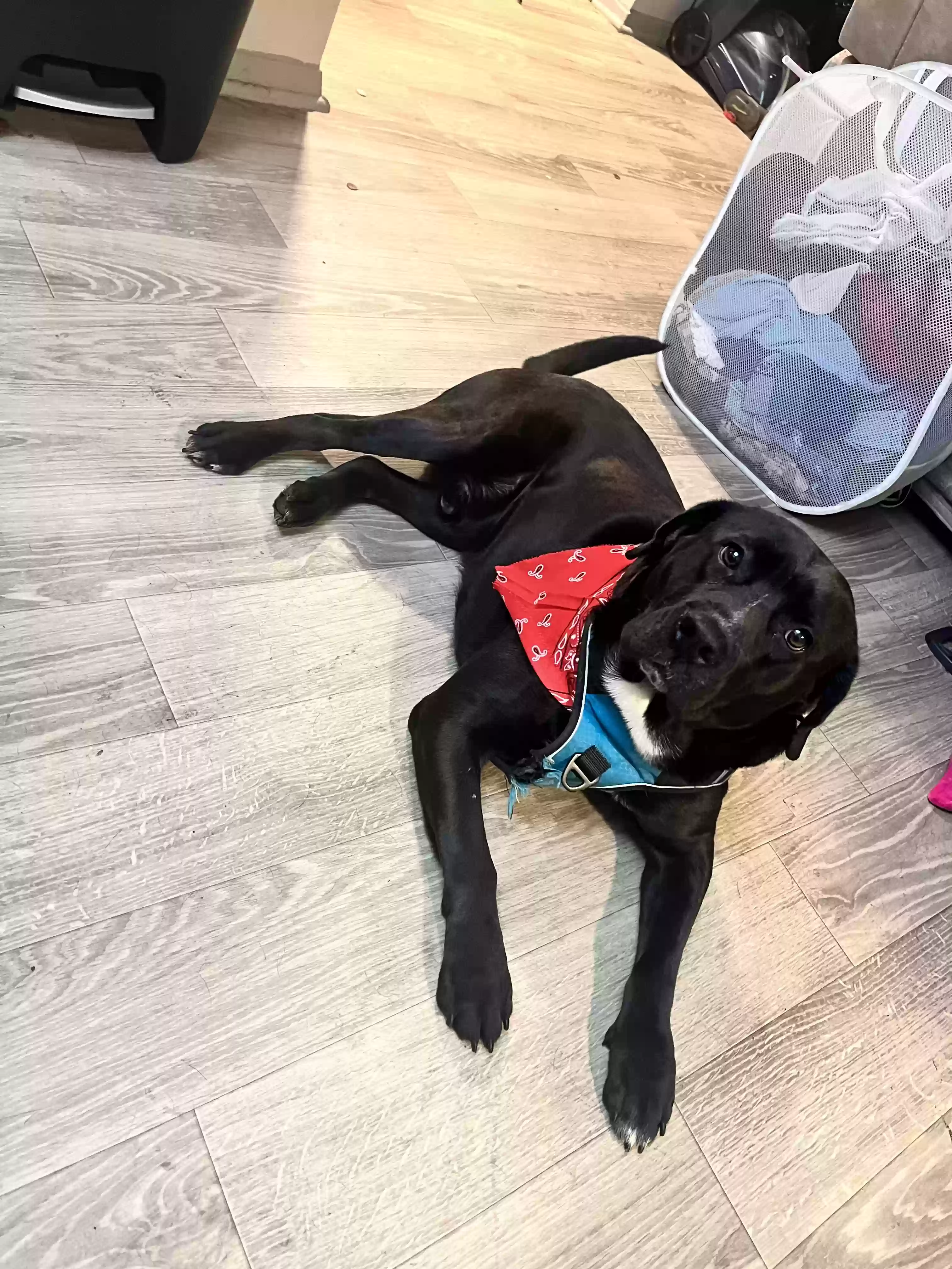 adoptable Dog in Birmingham,AL named Sora