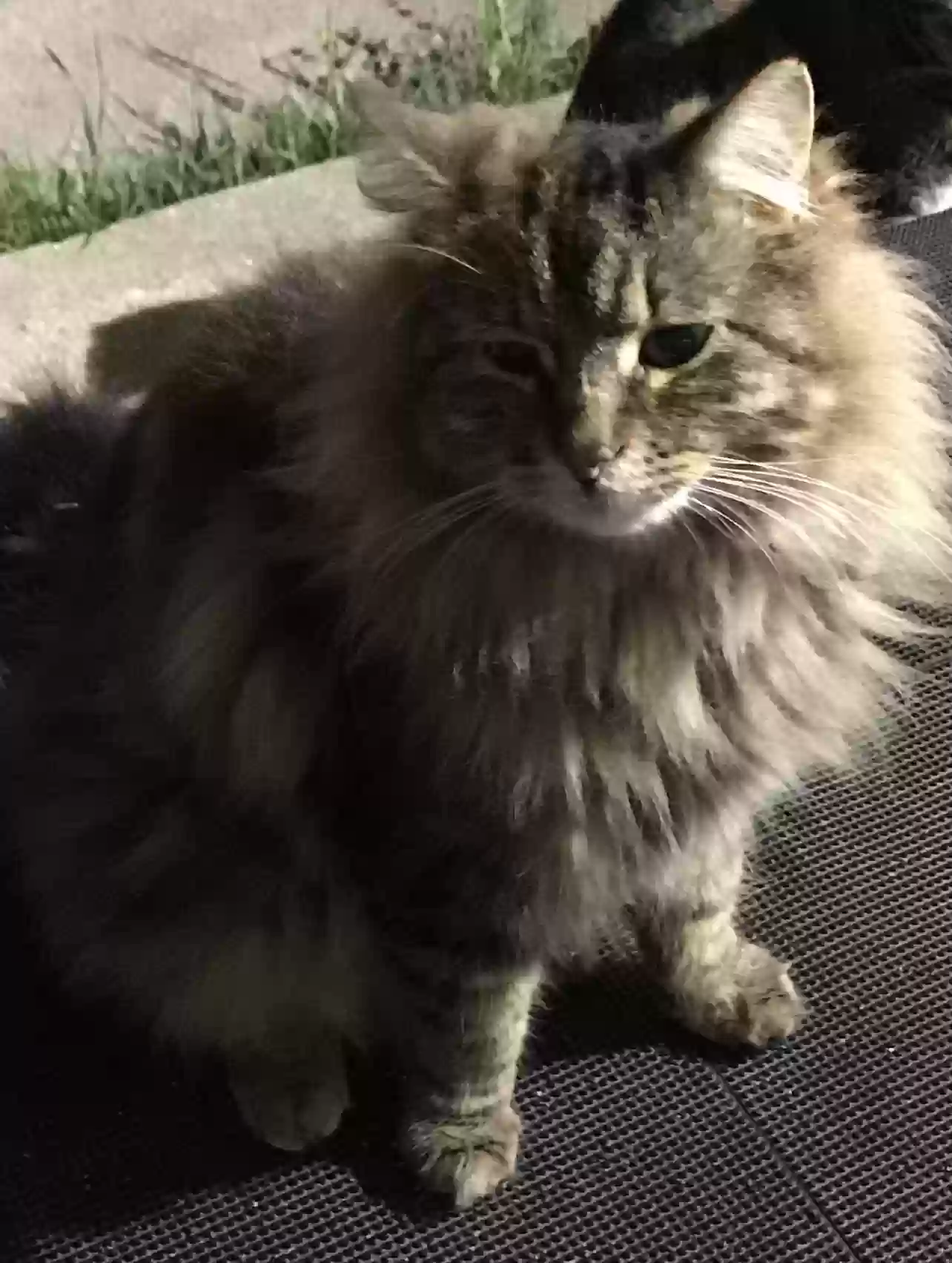 adoptable Cat in Mesquite,TX named Harrison