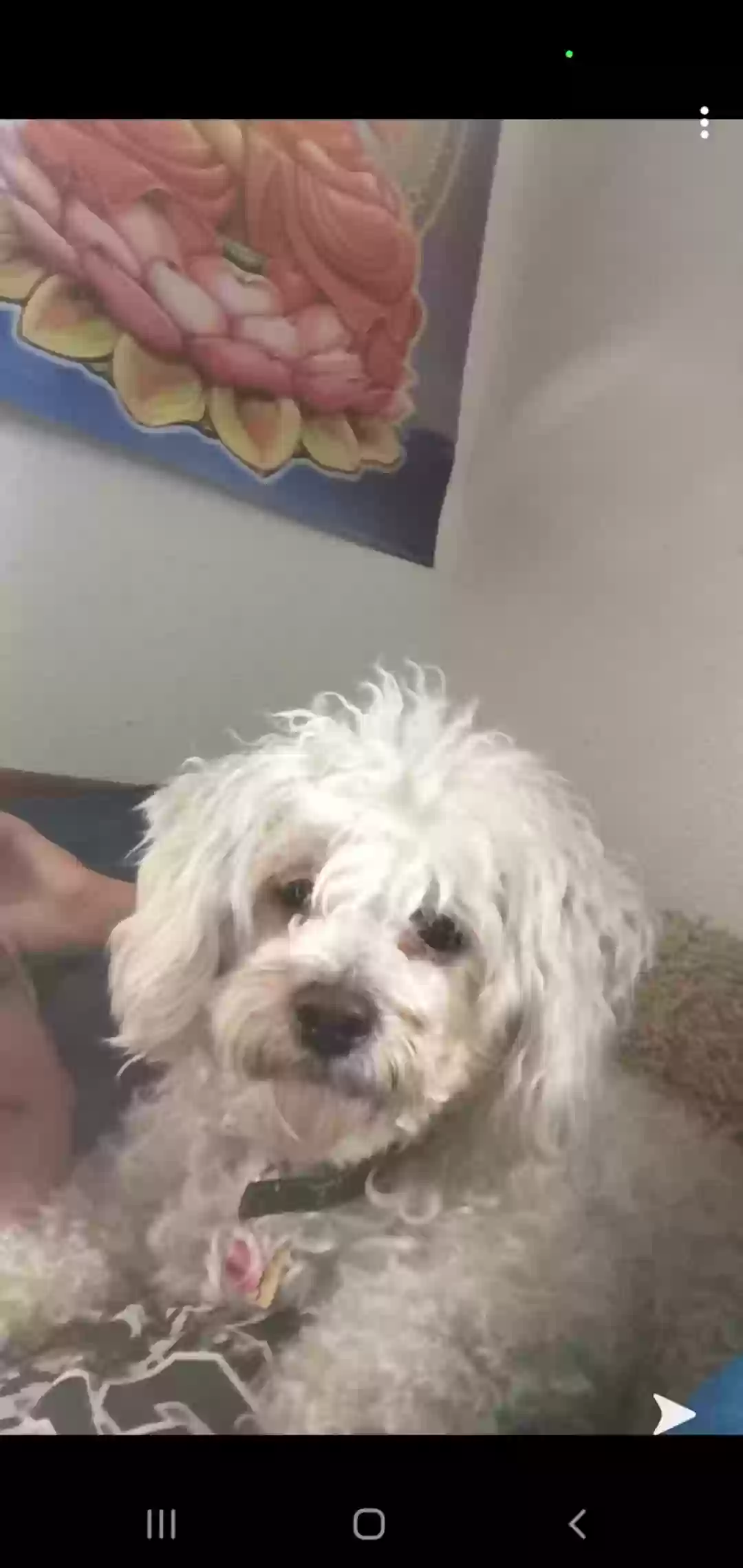 adoptable Dog in Perris,CA named Teddy