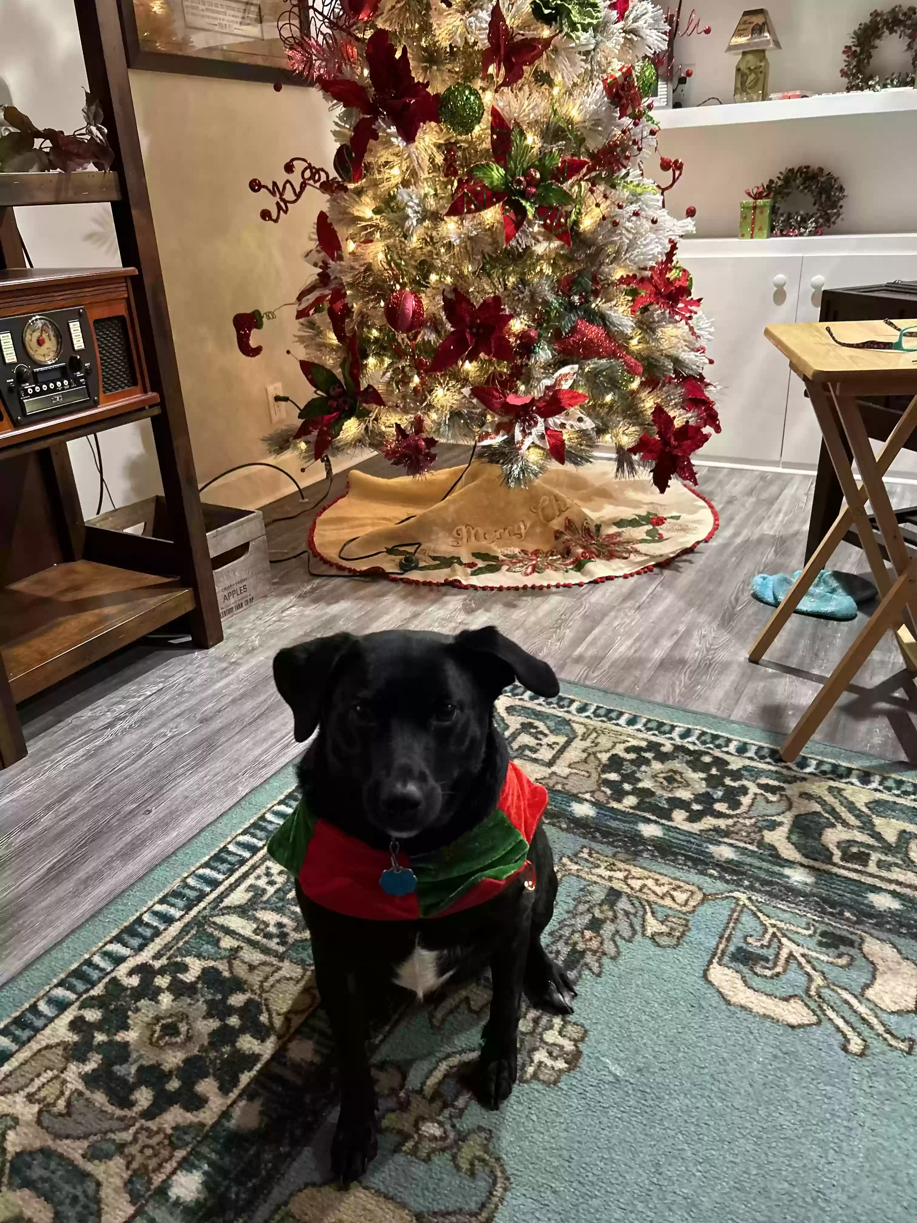 adoptable Dog in Albertville,AL named Molly
