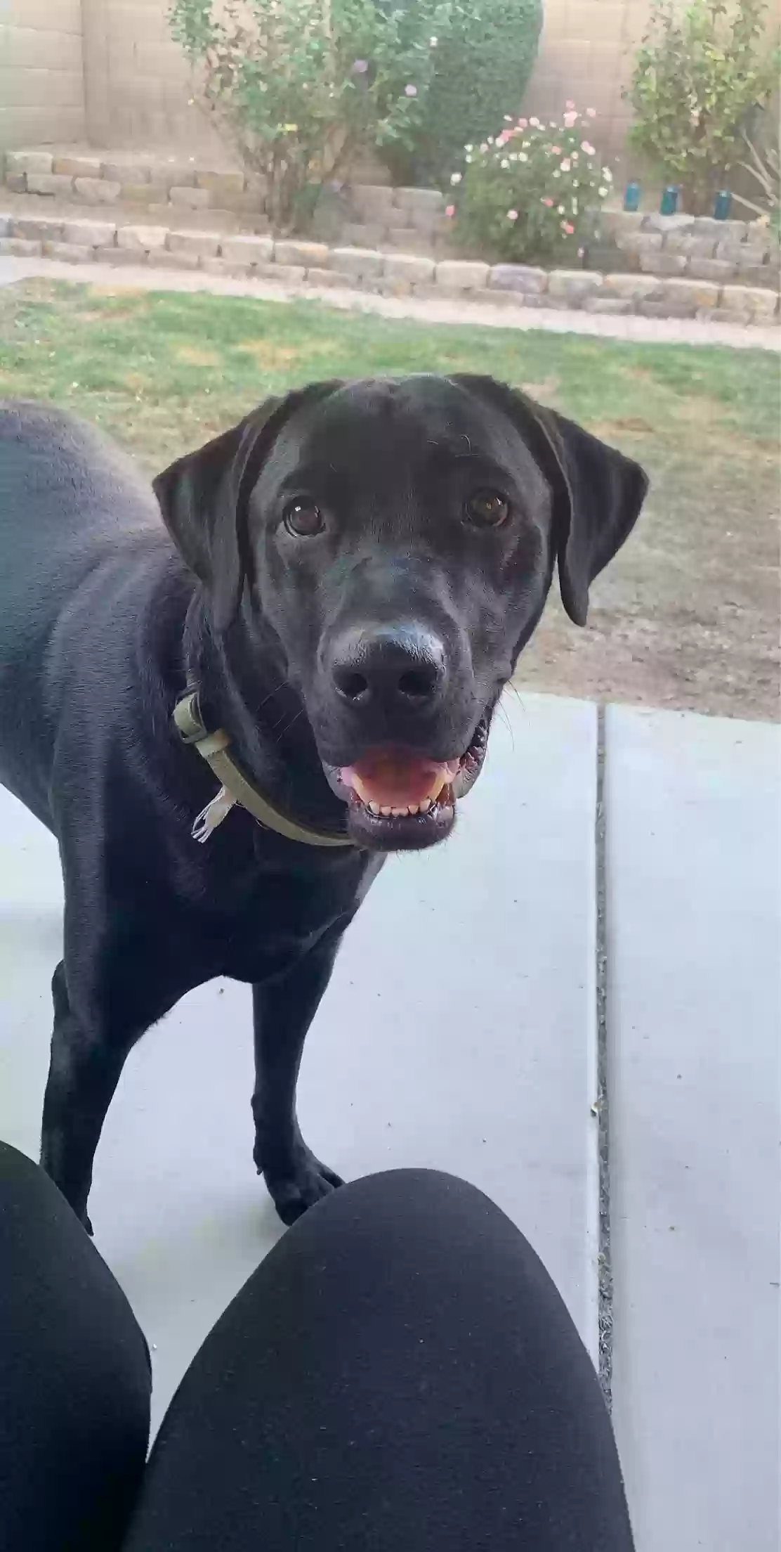 adoptable Dog in Peoria,AZ named jasper