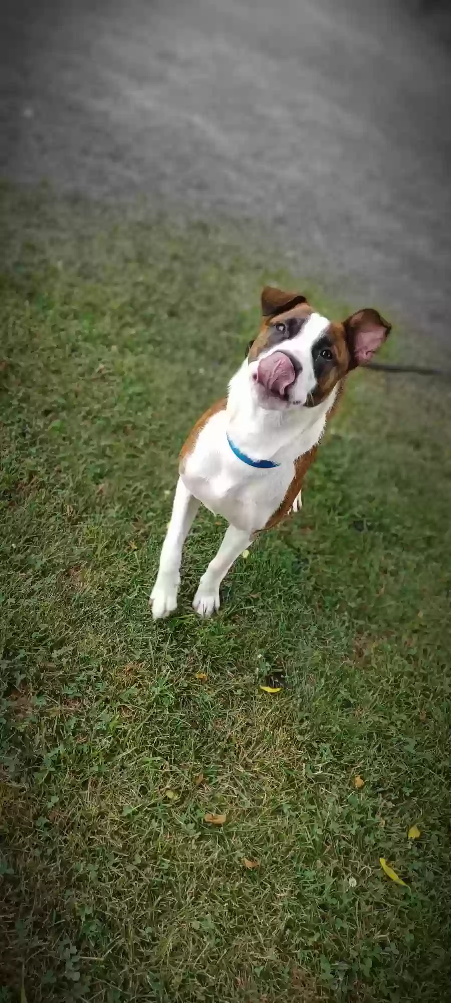 adoptable Dog in Nickelsville,VA named Duke