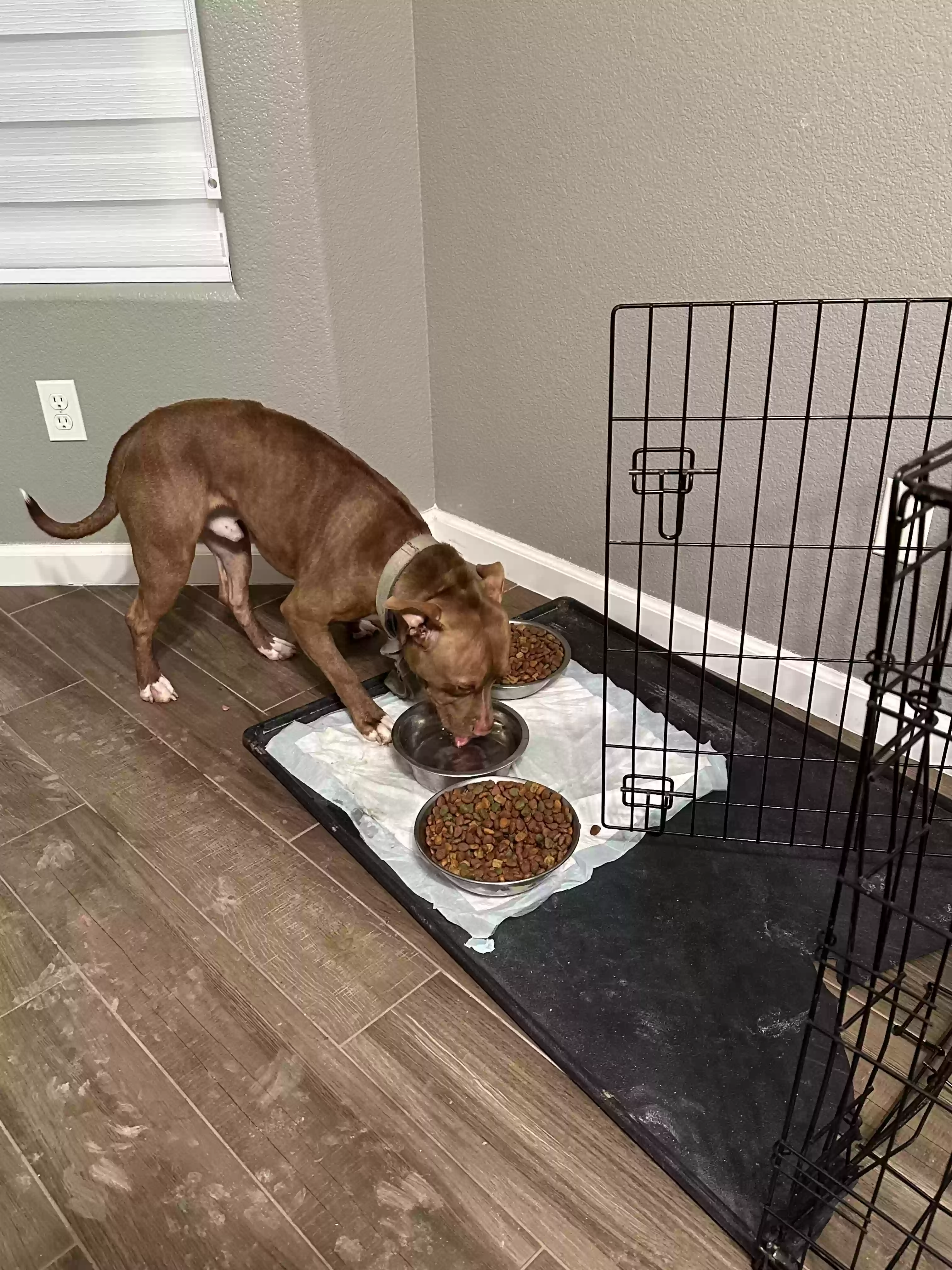 adoptable Dog in Gilbert,AZ named Zeus