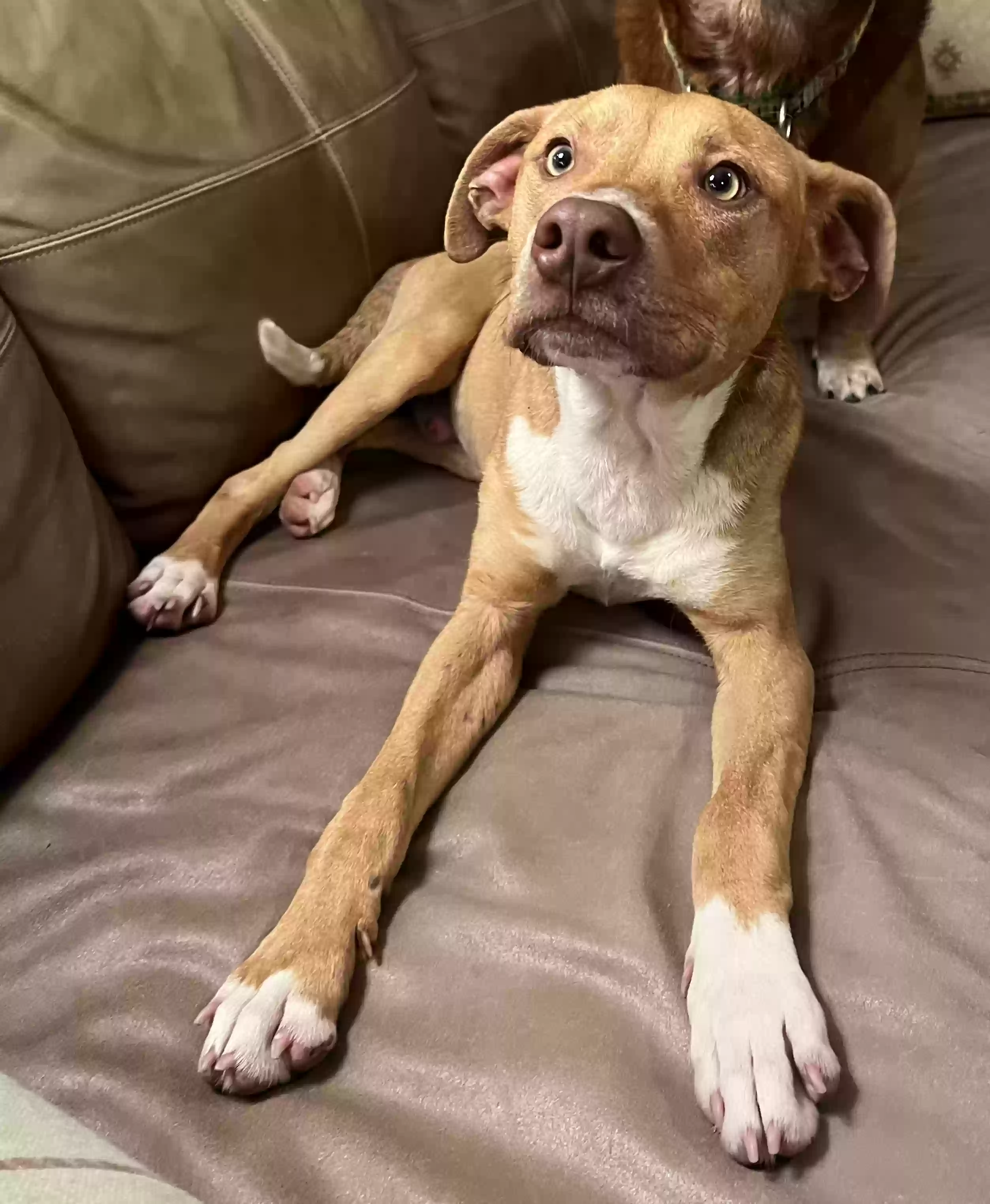 adoptable Dog in Shreveport,LA named buddy