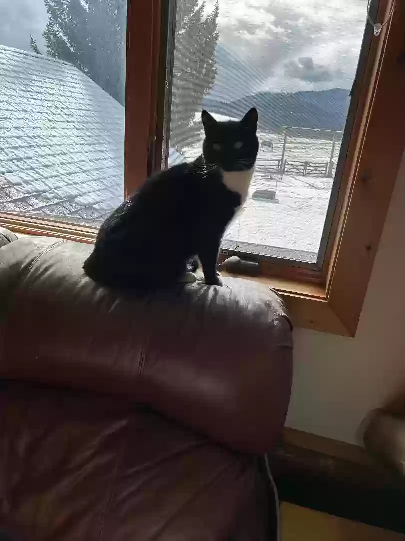 adoptable Cat in Huson,MT named Ruby