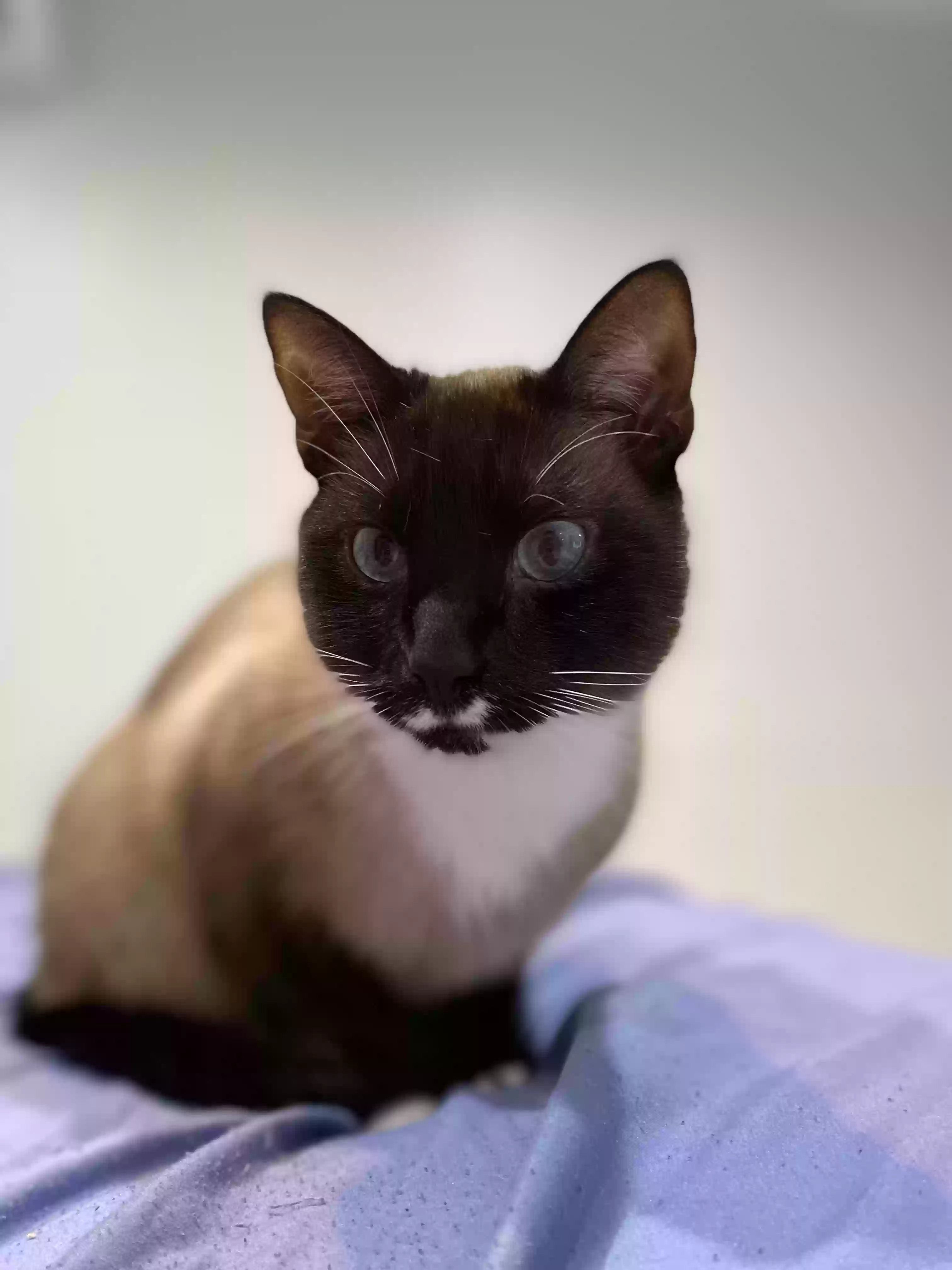 adoptable Cat in Fort Lauderdale,FL named Puss