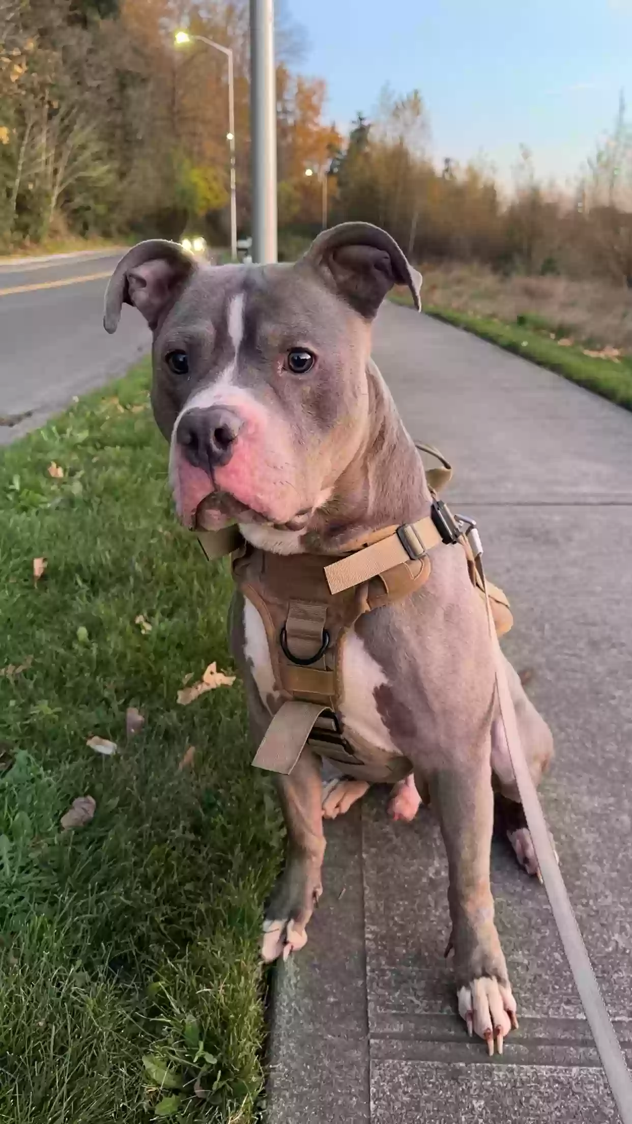 adoptable Dog in Milton,WA named Diesel