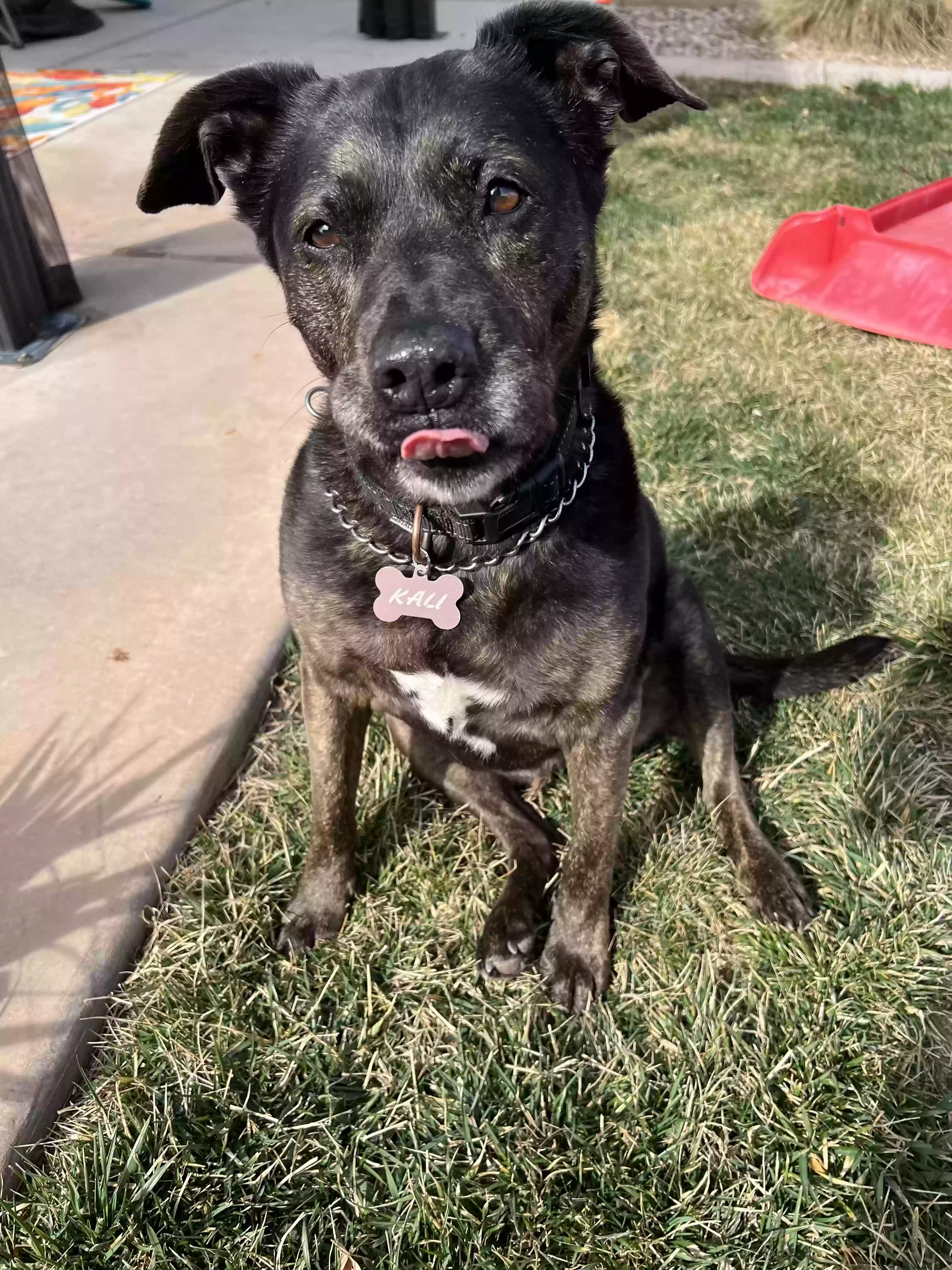 adoptable Dog in Rancho Cucamonga,CA named Kali