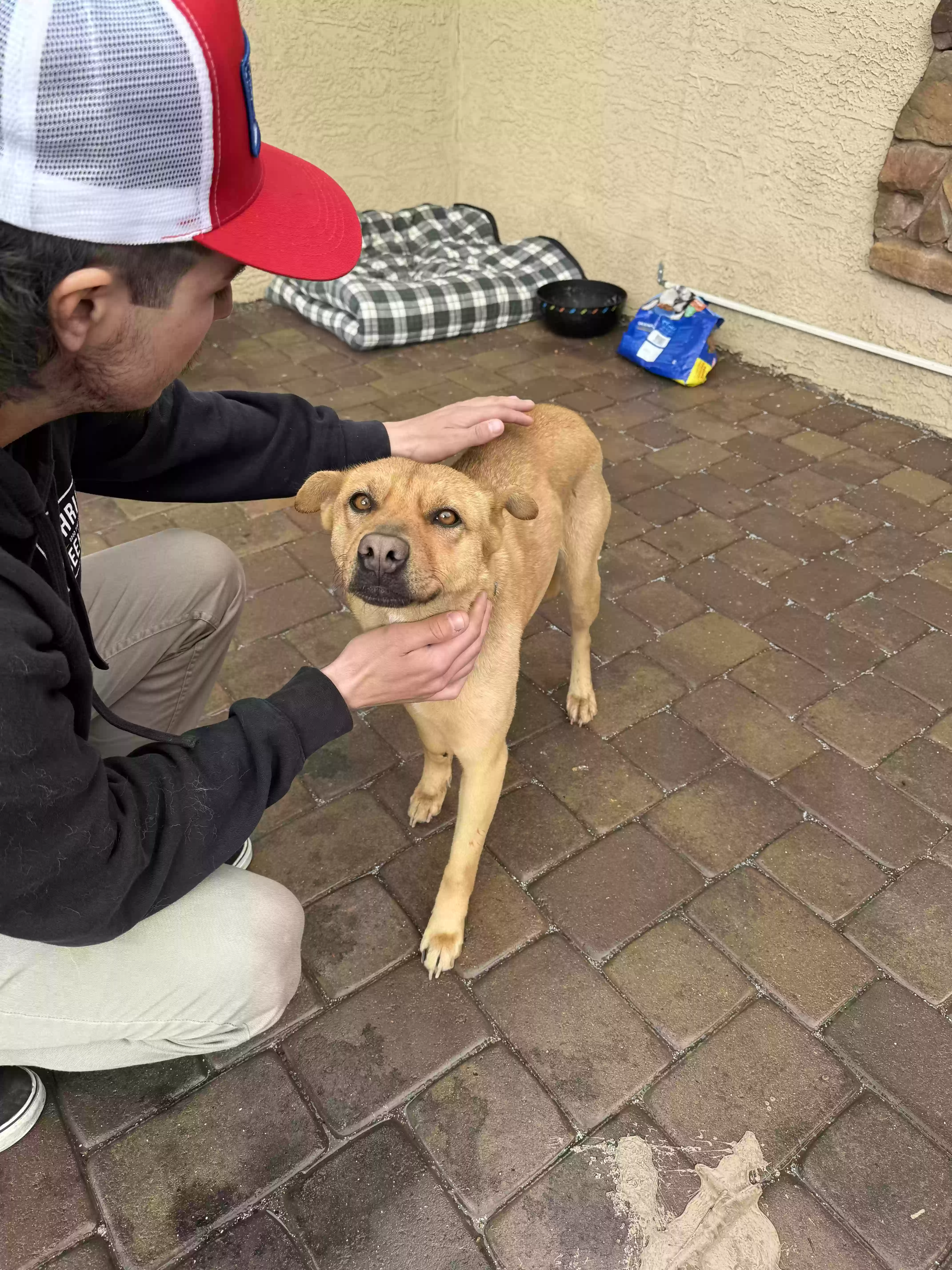 adoptable Dog in Chandler,AZ named Koa