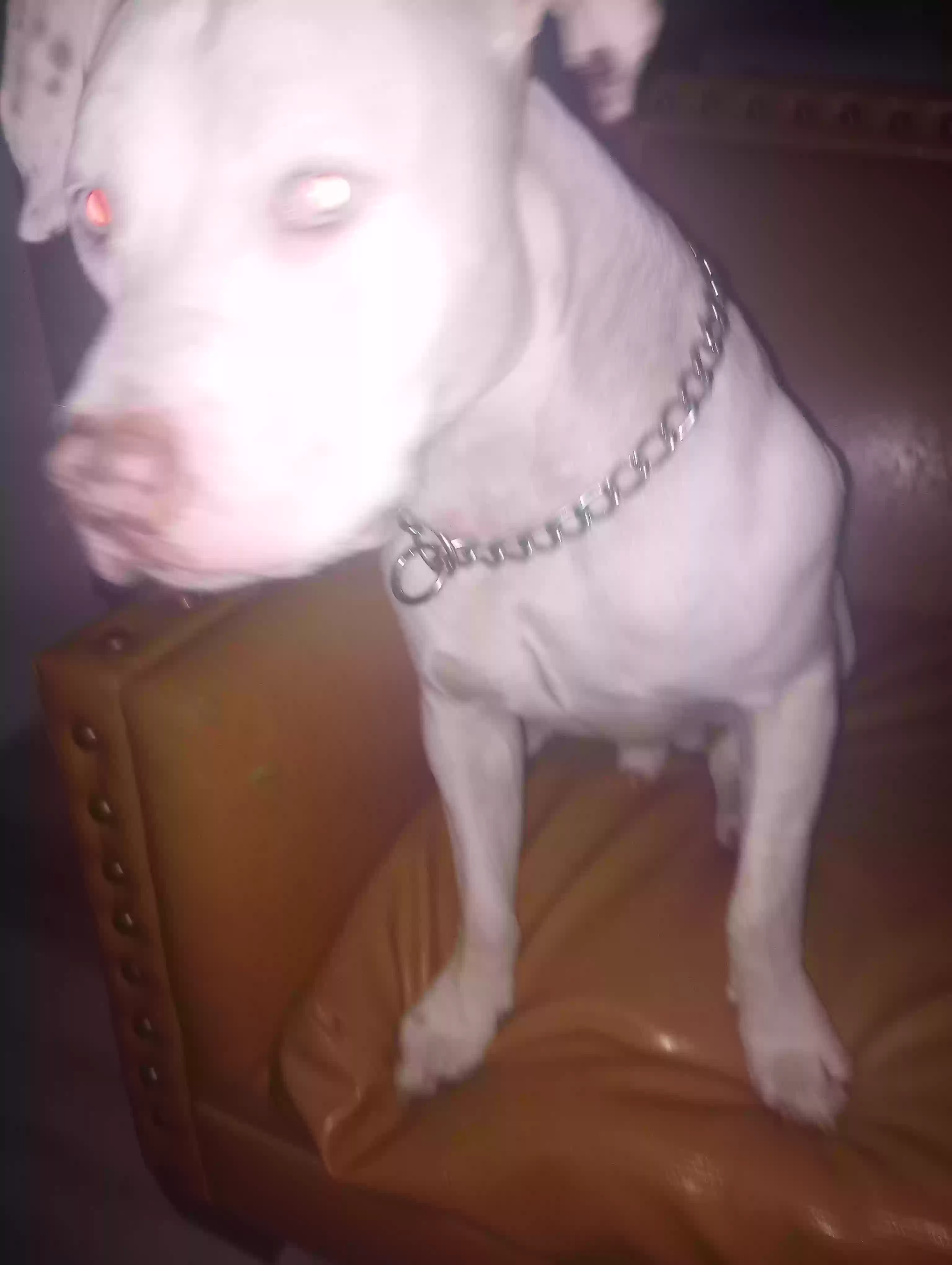 adoptable Dog in Phoenix,AZ named Loko
