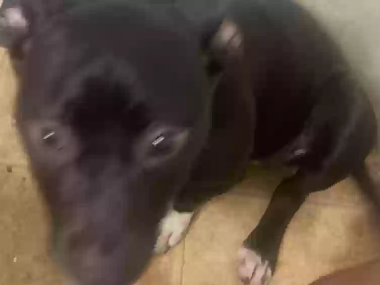adoptable Dog in Stockton,CA named Pg