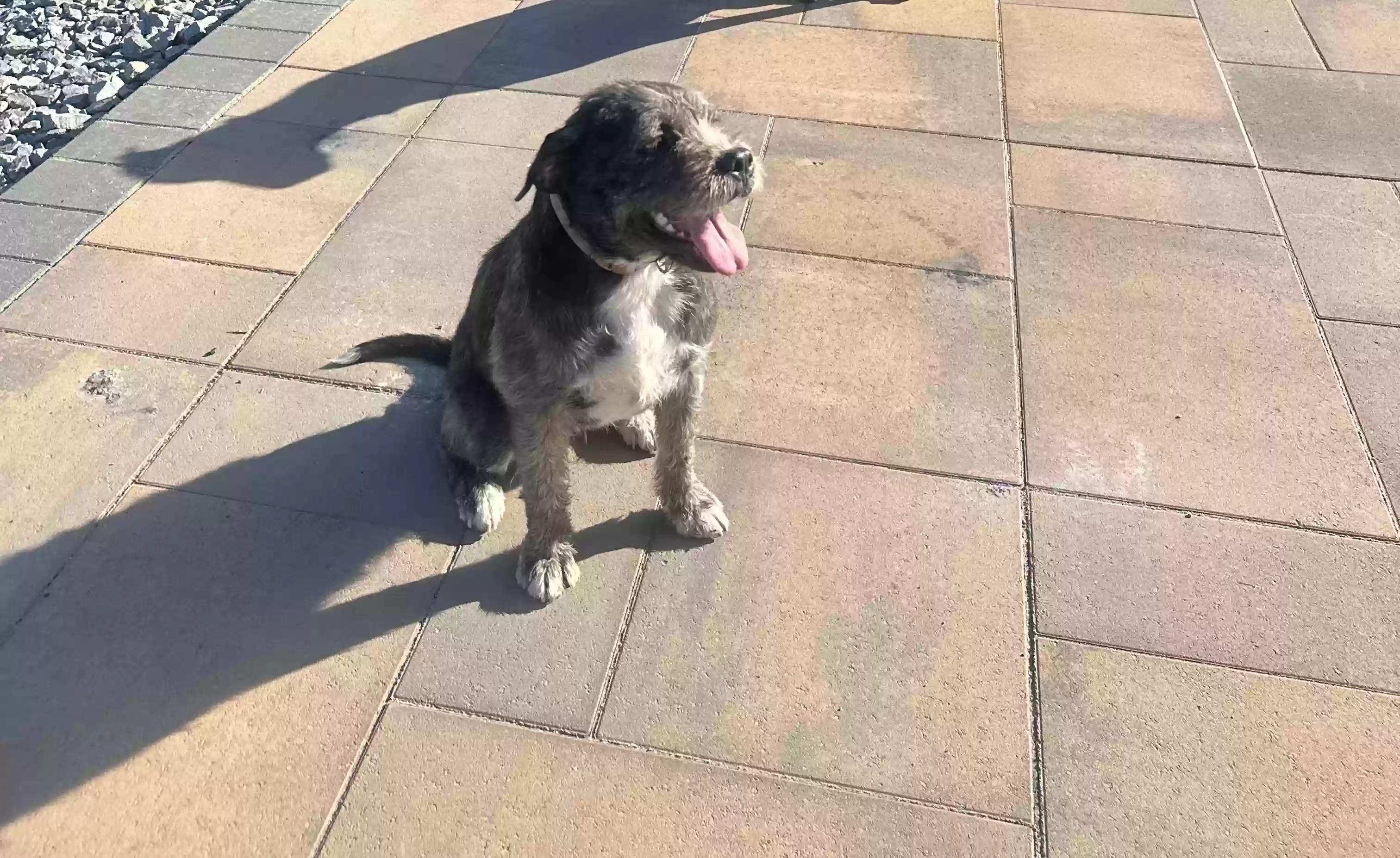 adoptable Dog in Fontana,CA named Bagheera
