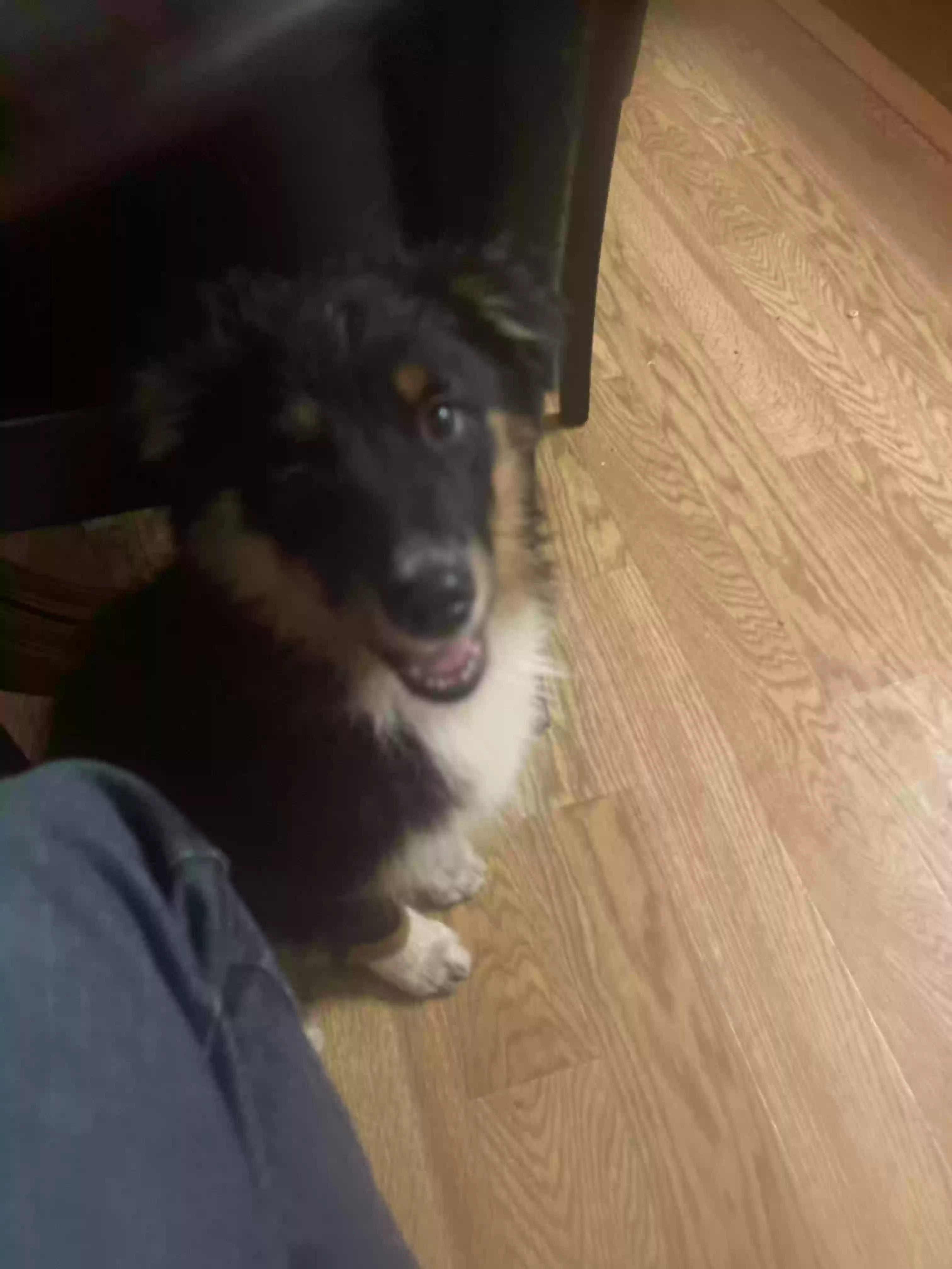 adoptable Dog in Logan,UT named Roxy