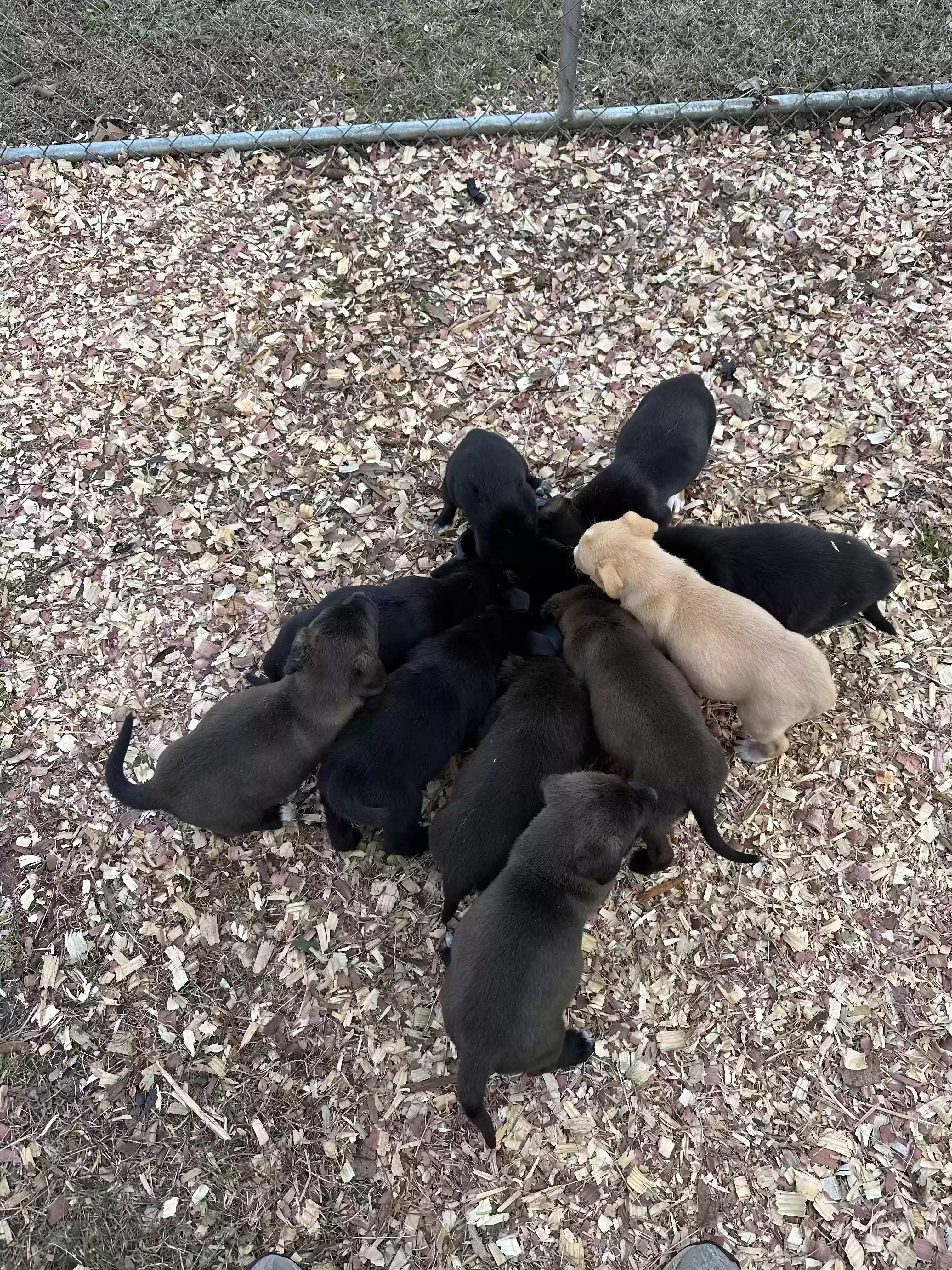 adoptable Dog in Walnut,MS named 8 puppies