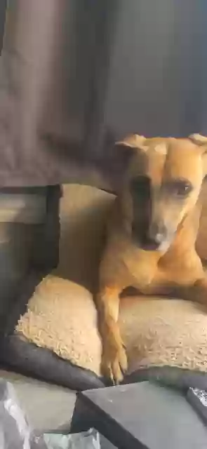 adoptable Dog in Arlington,TX named Ava