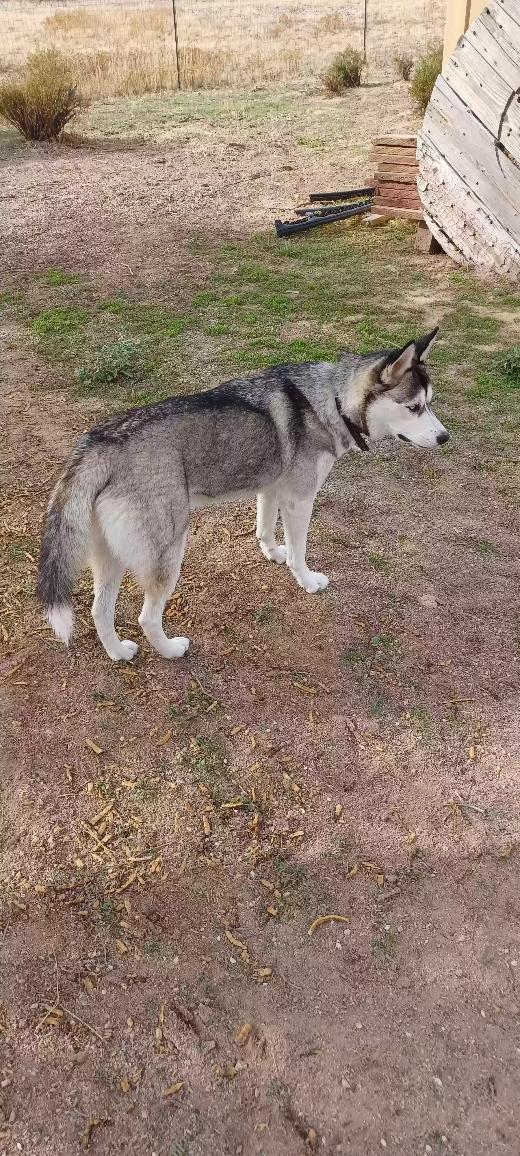 adoptable Dog in Tonopah,AZ named Ulva