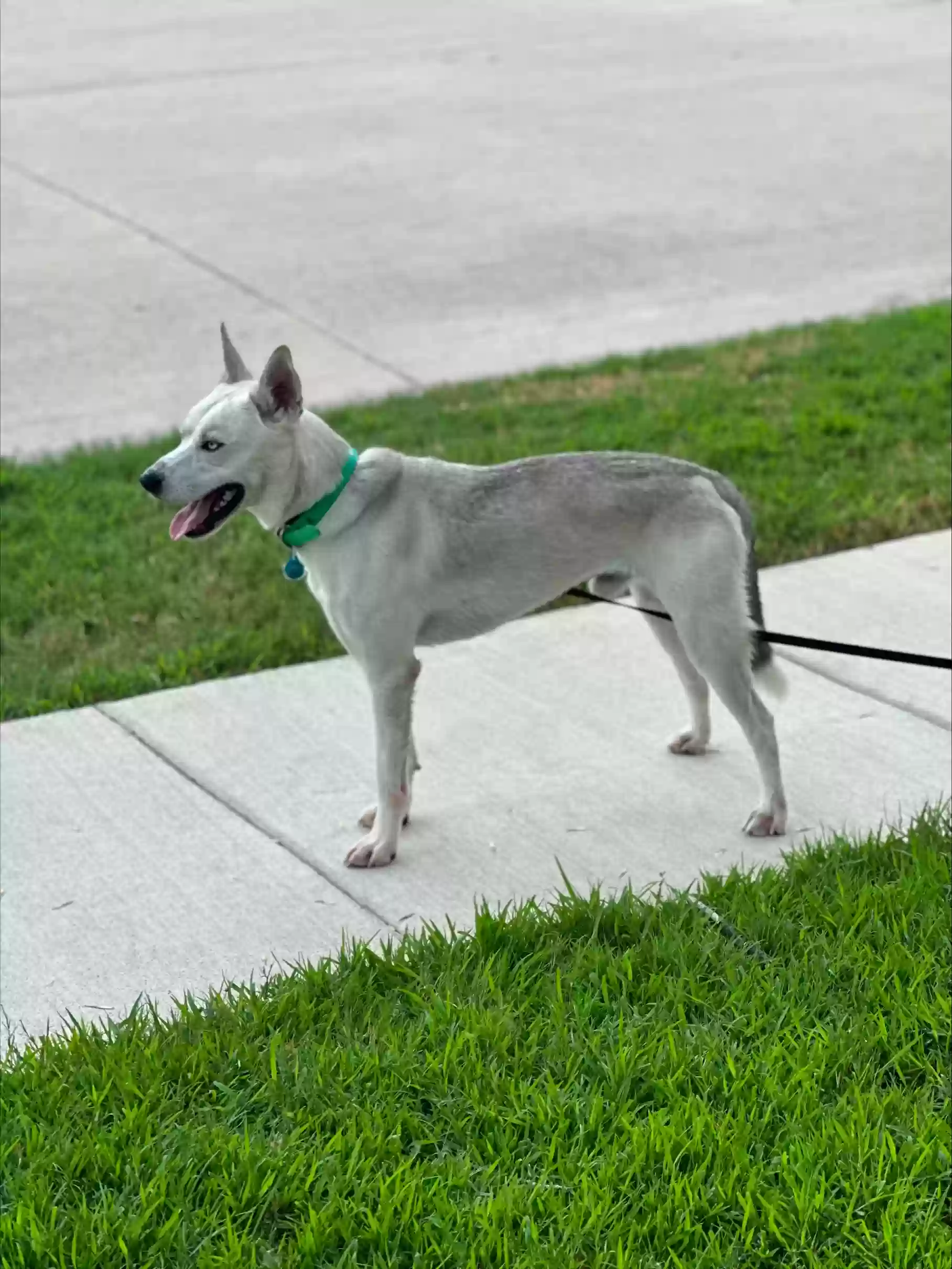 adoptable Dog in Frisco,TX named Krypto