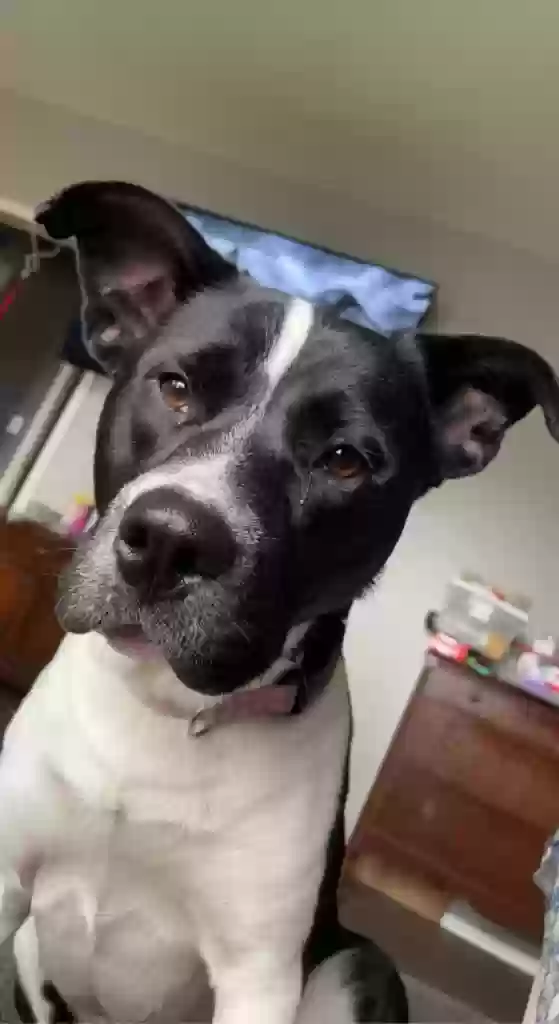 adoptable Dog in Columbus,OH named Layla