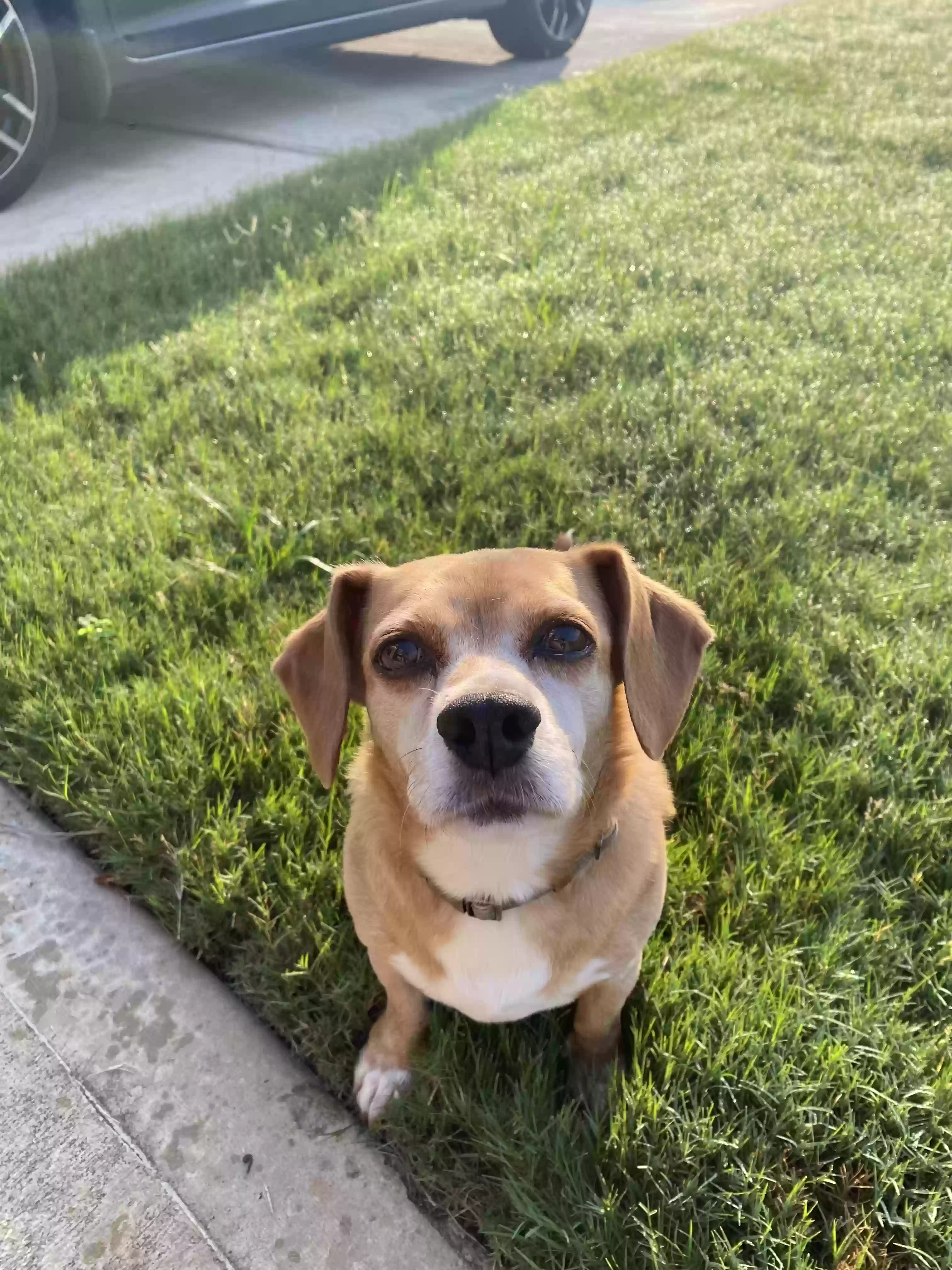 adoptable Dog in Dallas,GA named Stella