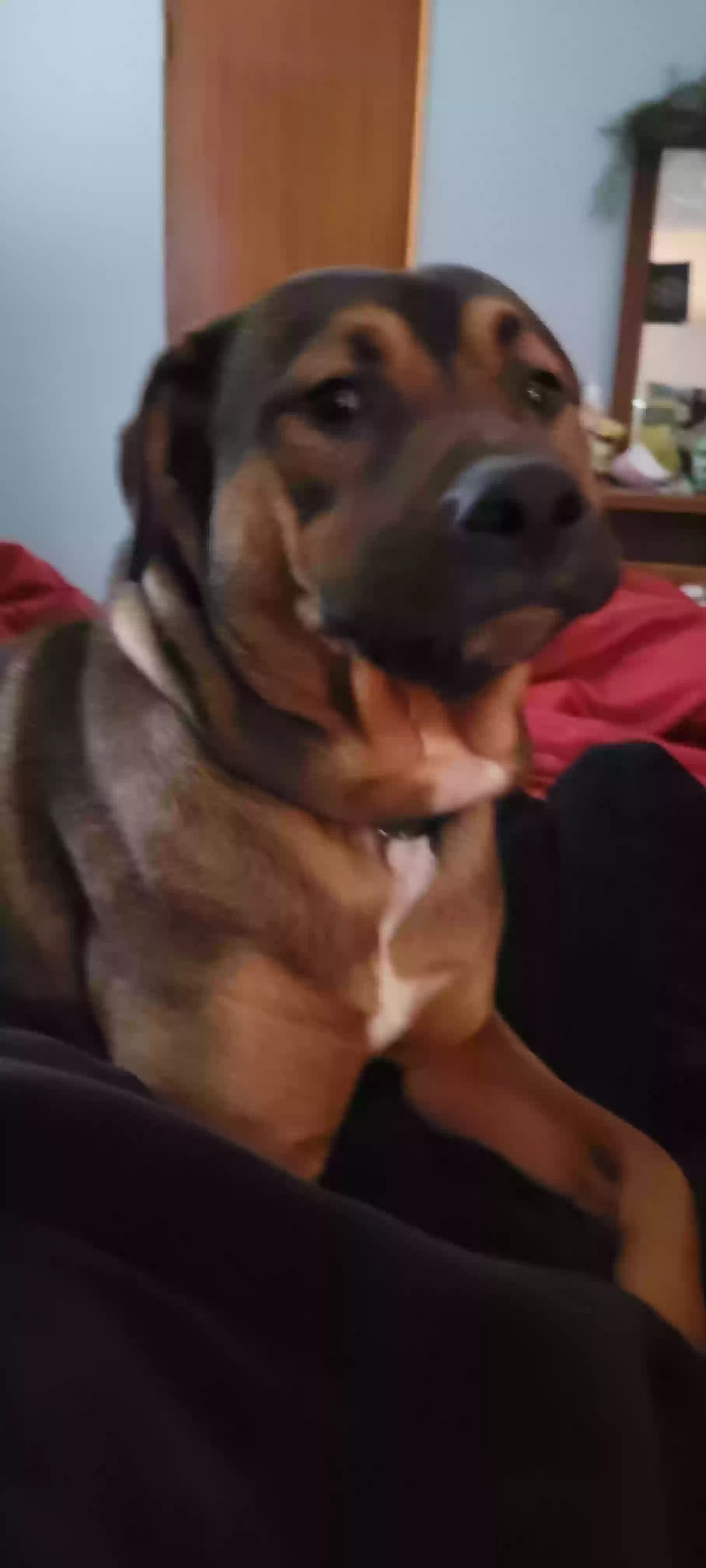 adoptable Dog in Raymond,WA named Brutis