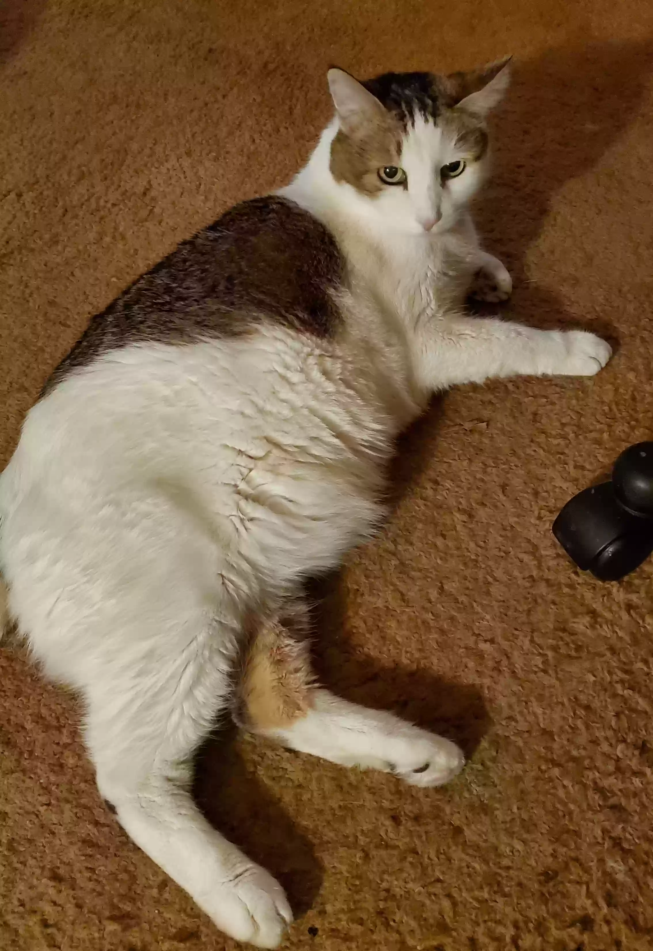 adoptable Cat in Phoenix,AZ named Big Boy