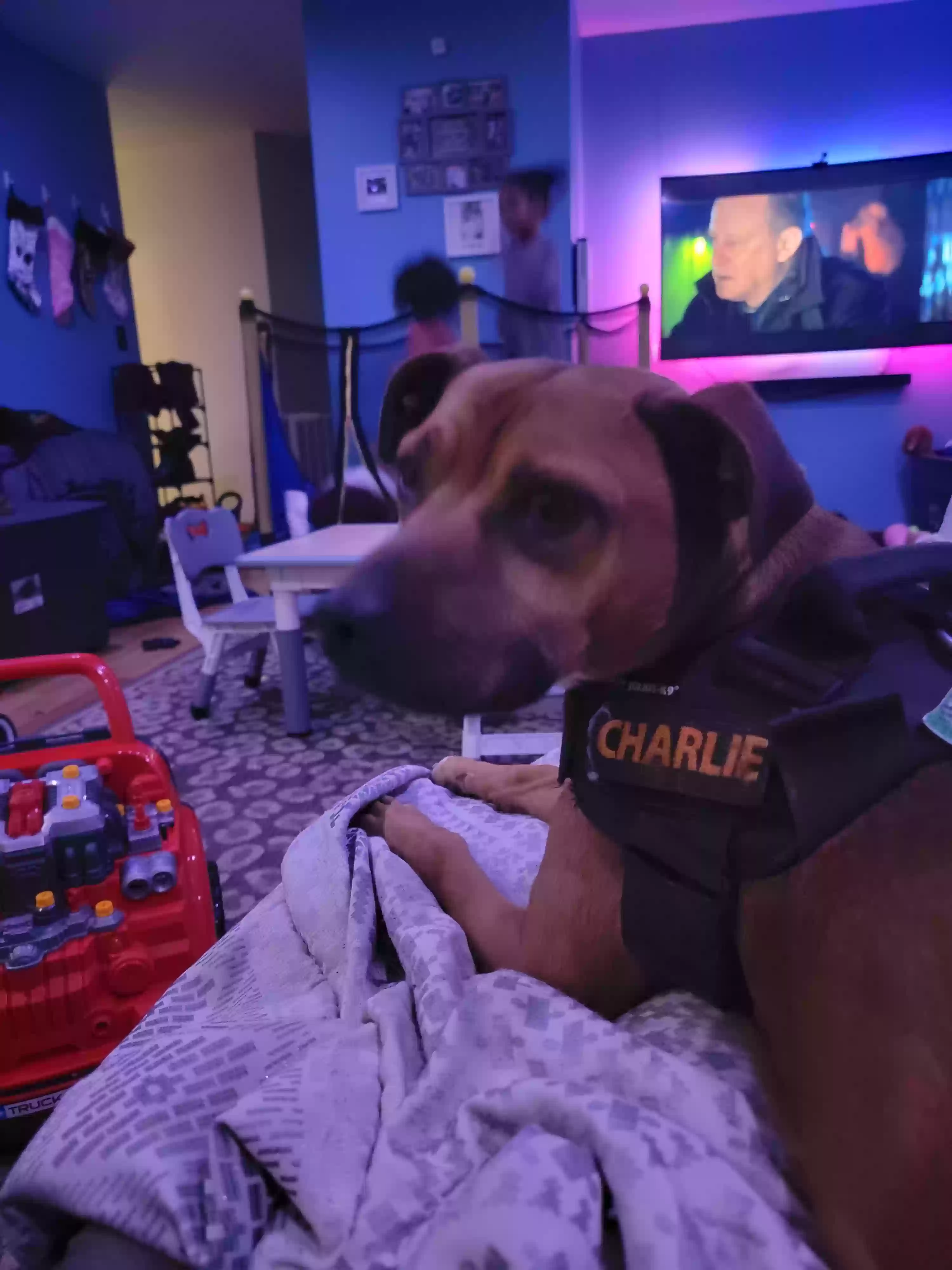 adoptable Dog in Dayton,OH named Charlie