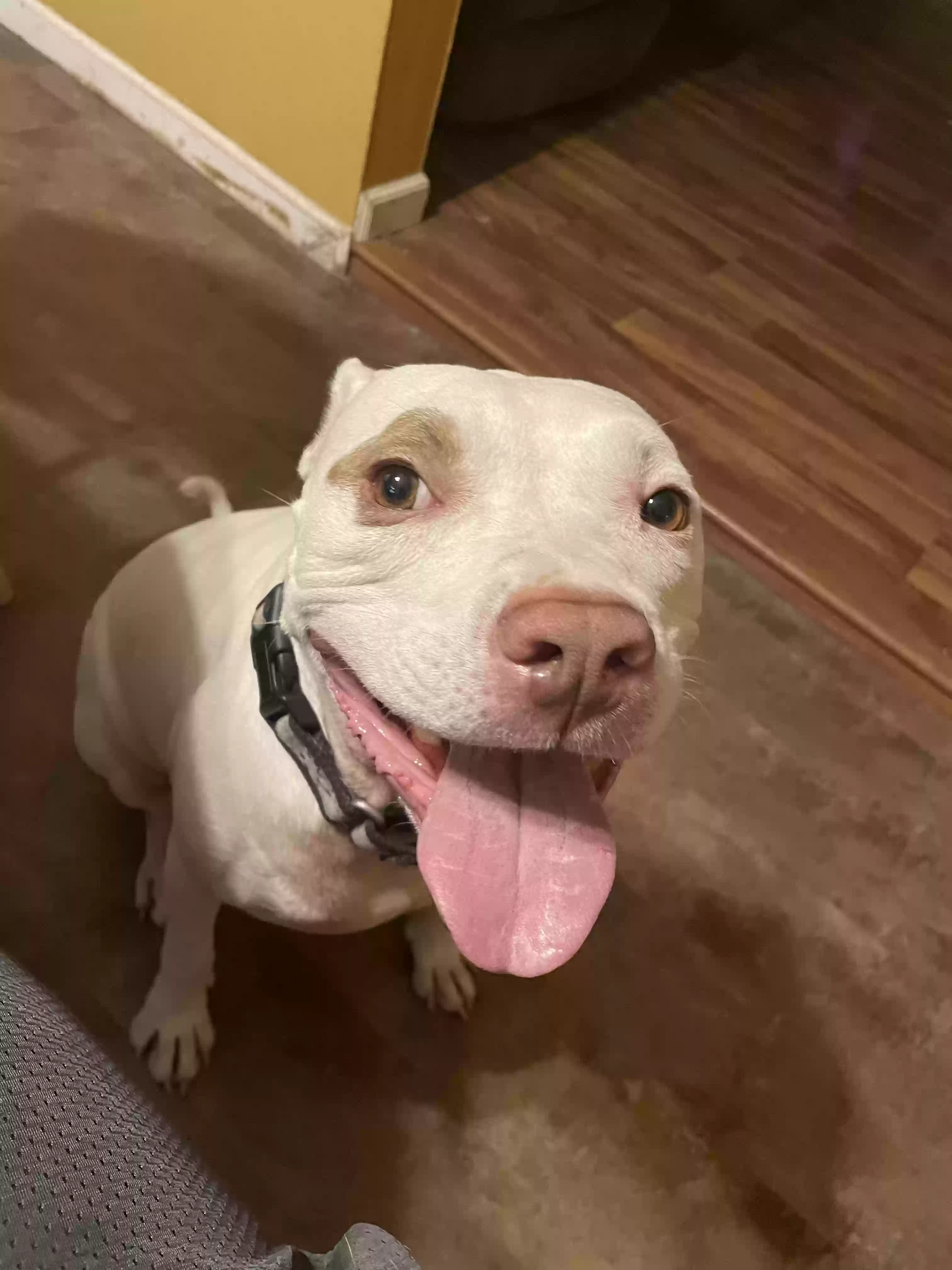 adoptable Dog in Fredericktown,MO named Petey