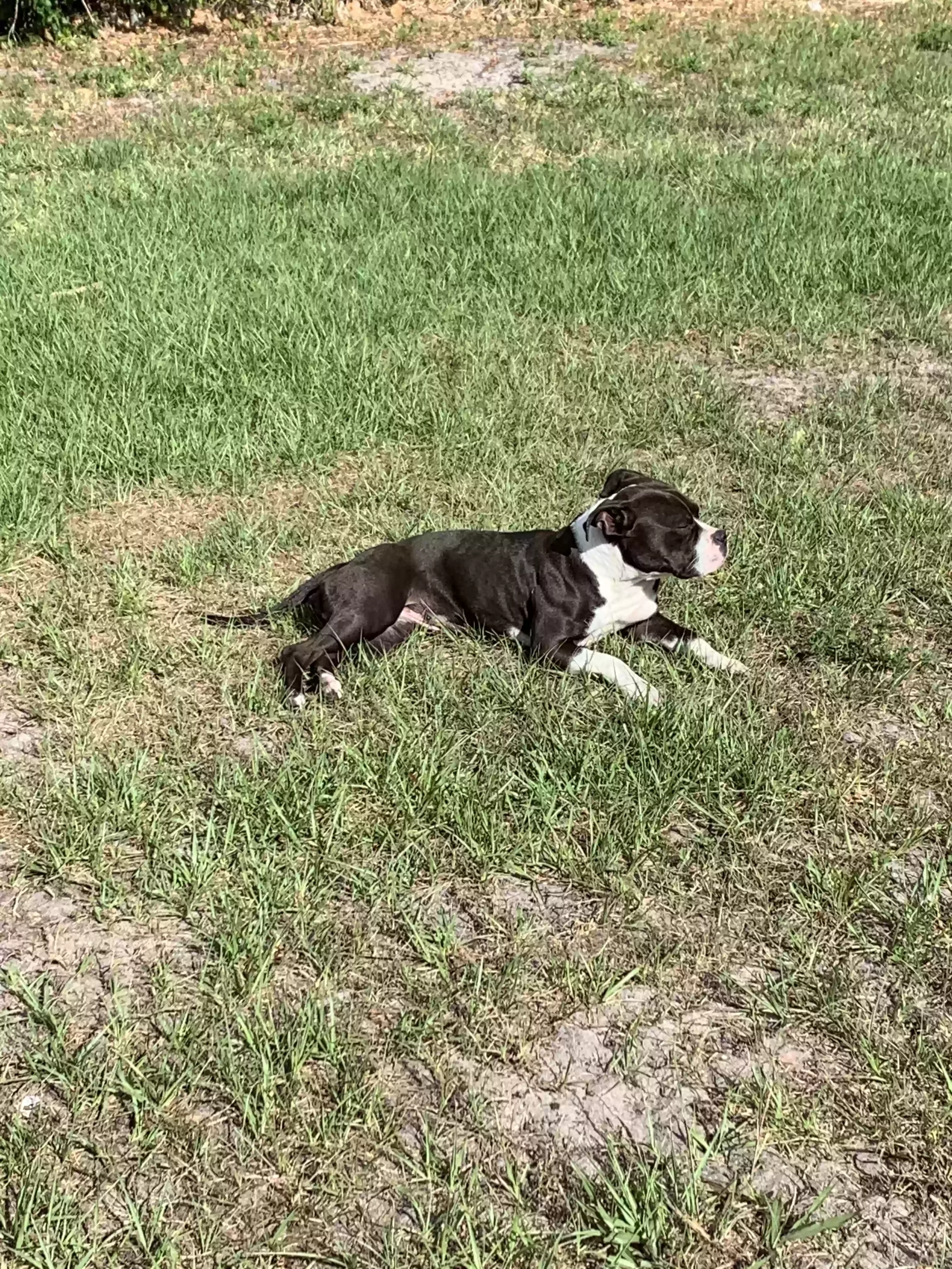 adoptable Dog in Port Saint Lucie,FL named Luna