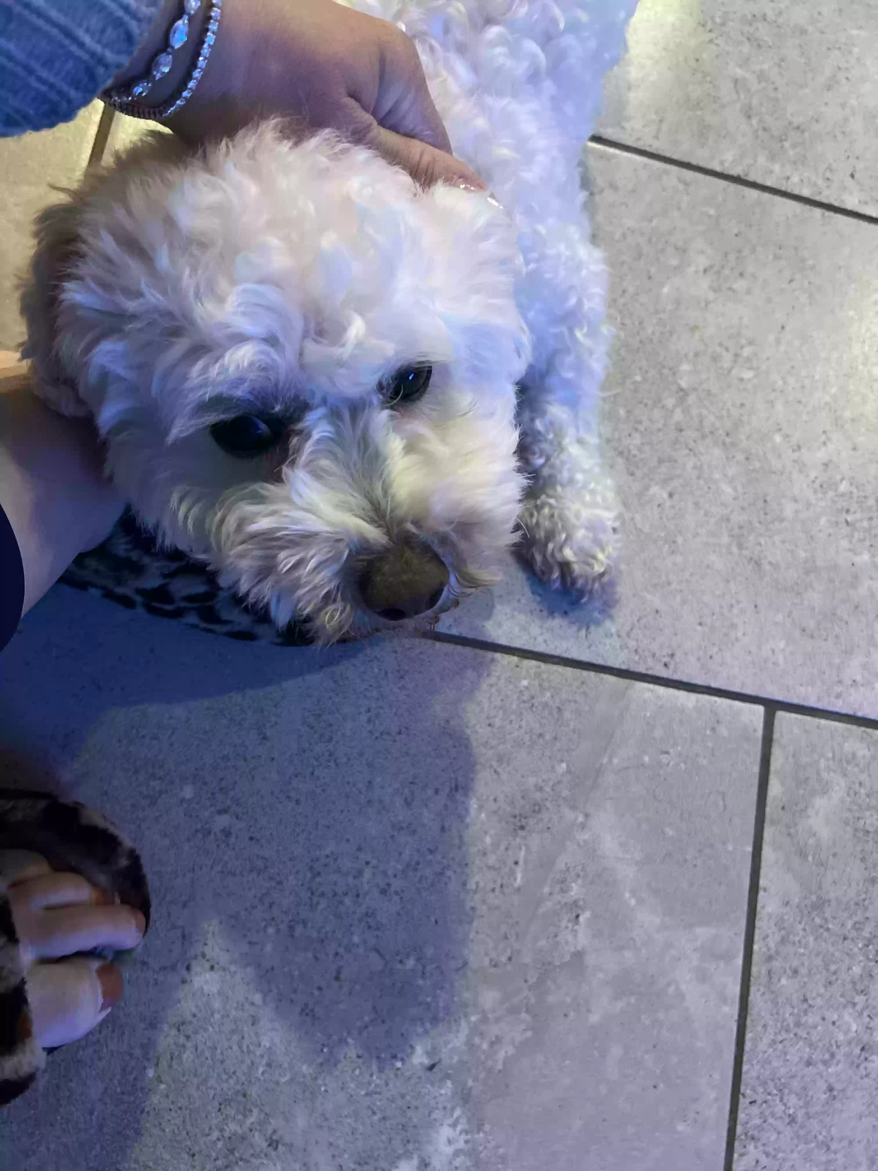 adoptable Dog in Henderson,NV named Loki