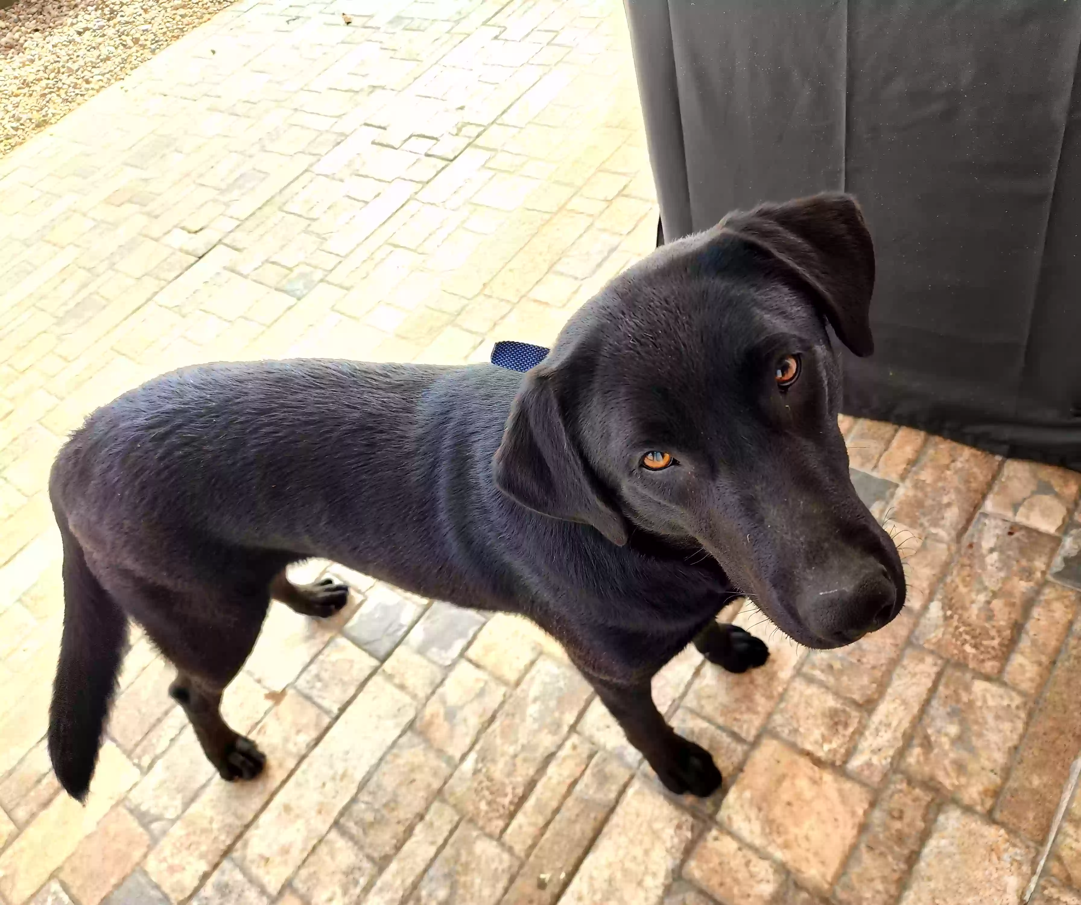 adoptable Dog in Conroe,TX named Vera