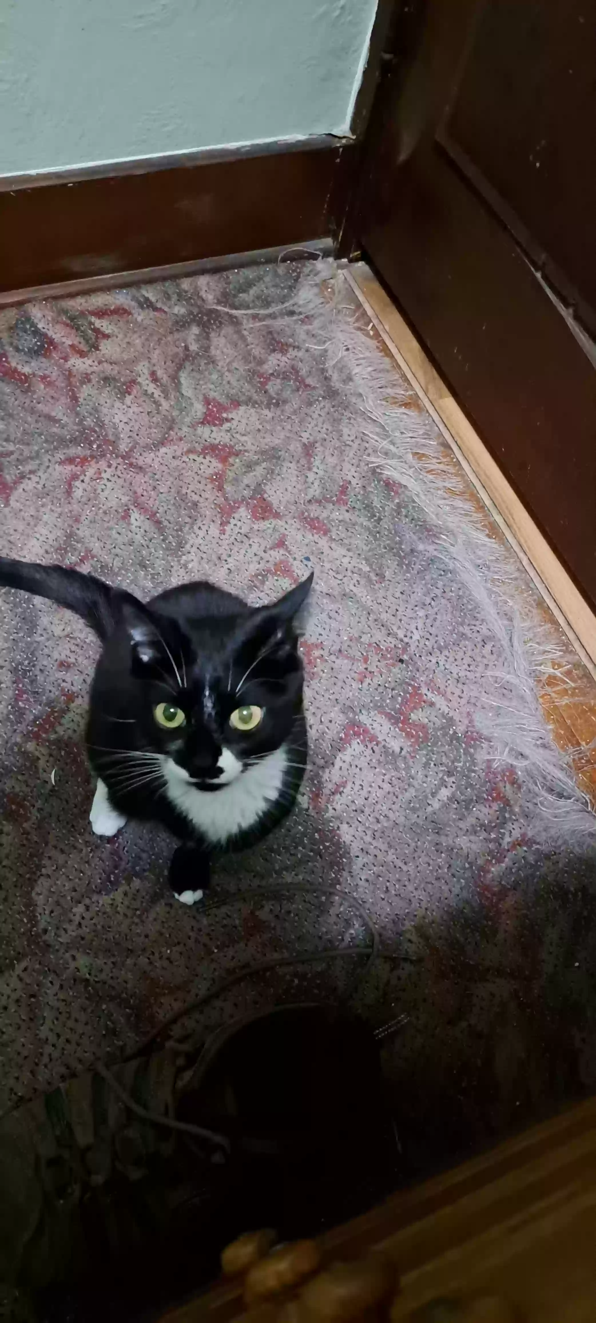adoptable Cat in Green Bay,WI named Kittie