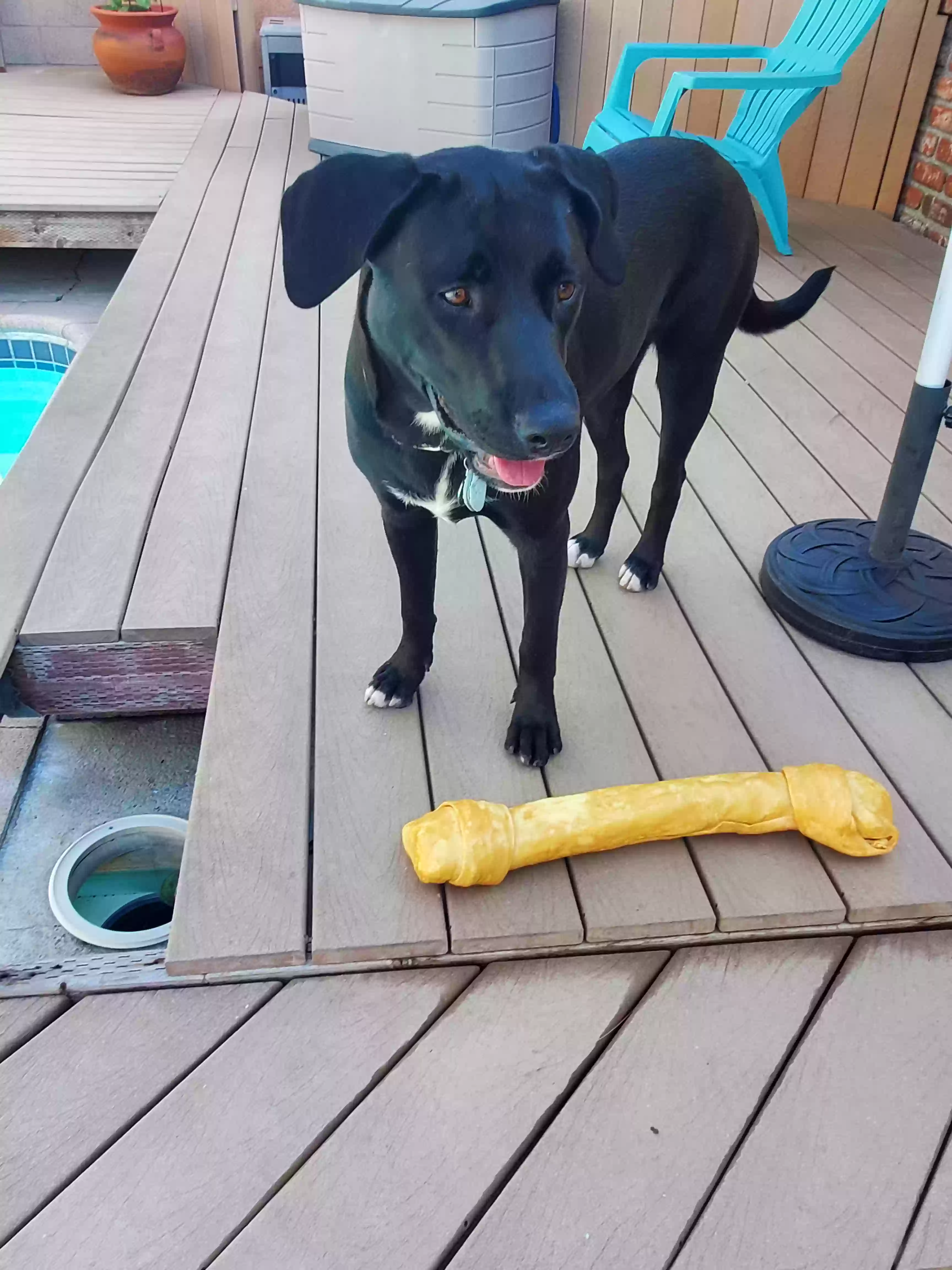adoptable Dog in Pico Rivera,CA named Bruno